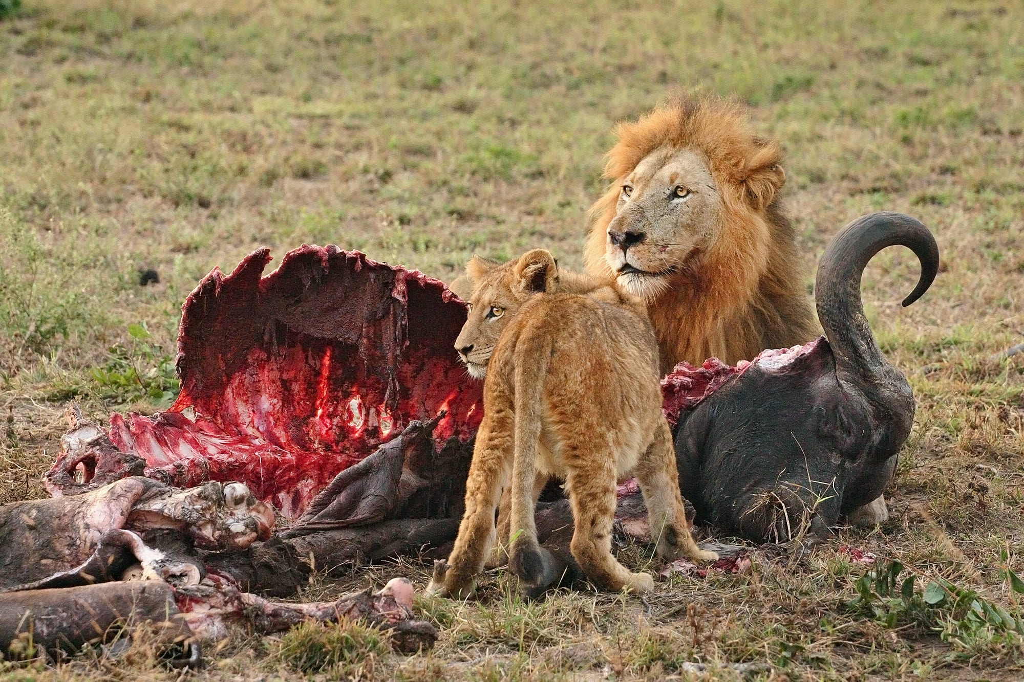 A male lion and cub resting together in the savanna