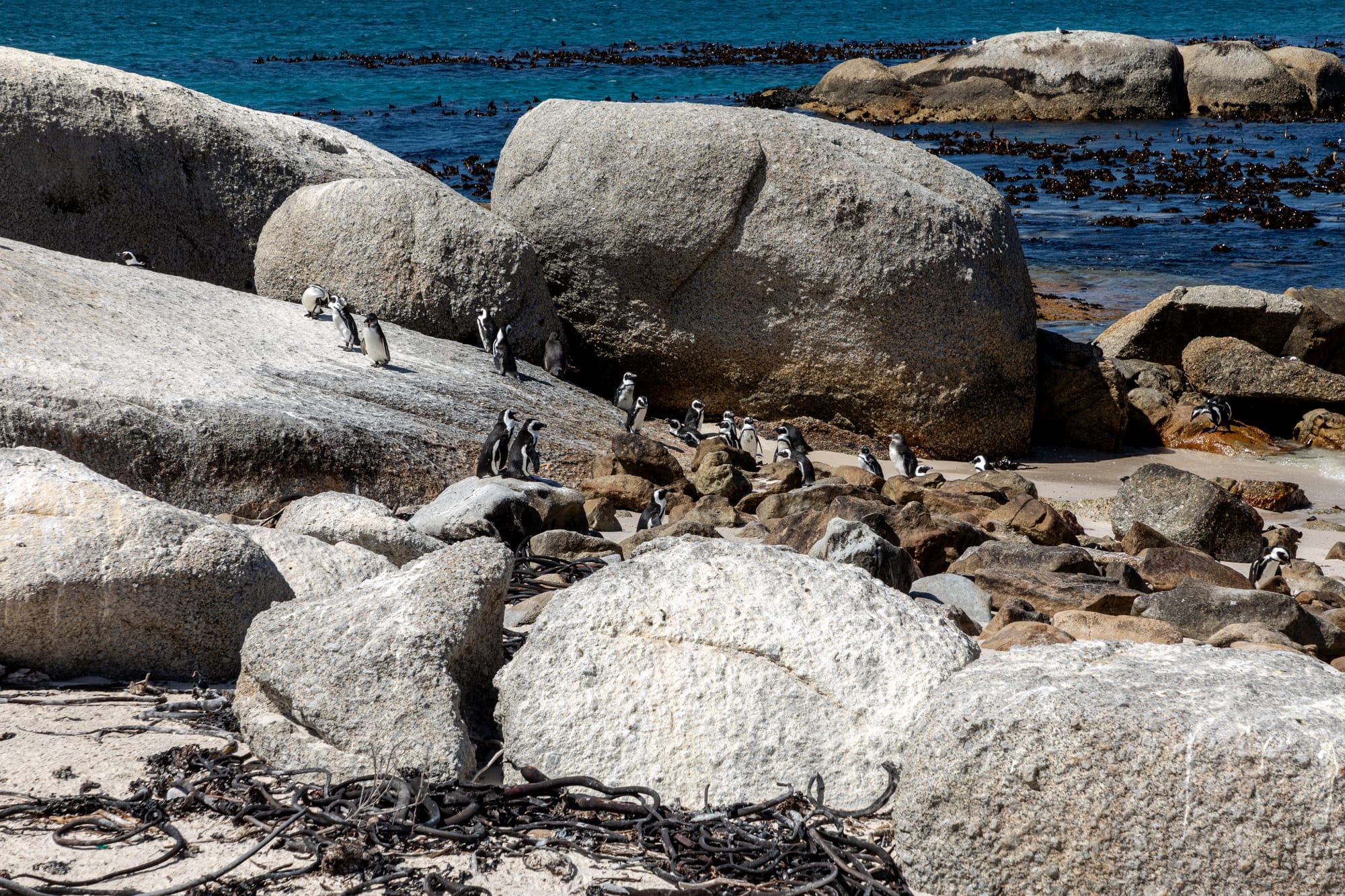 A colony of African penguins among large granite boulders on a sandy beach