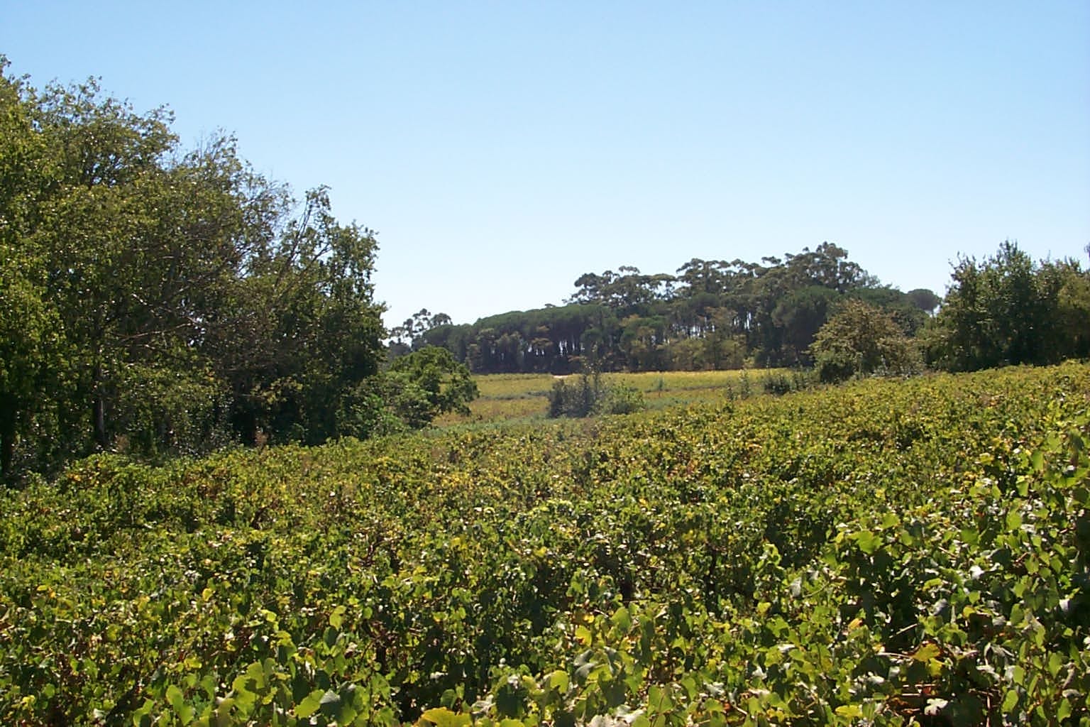Green vineyards stretching toward a distant tree line under a clear sky
