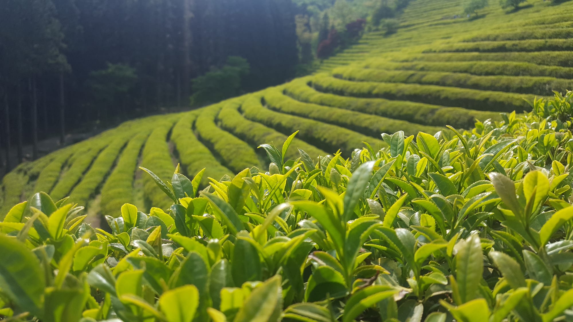 Neat curving rows of a green tea plantation on a hillside