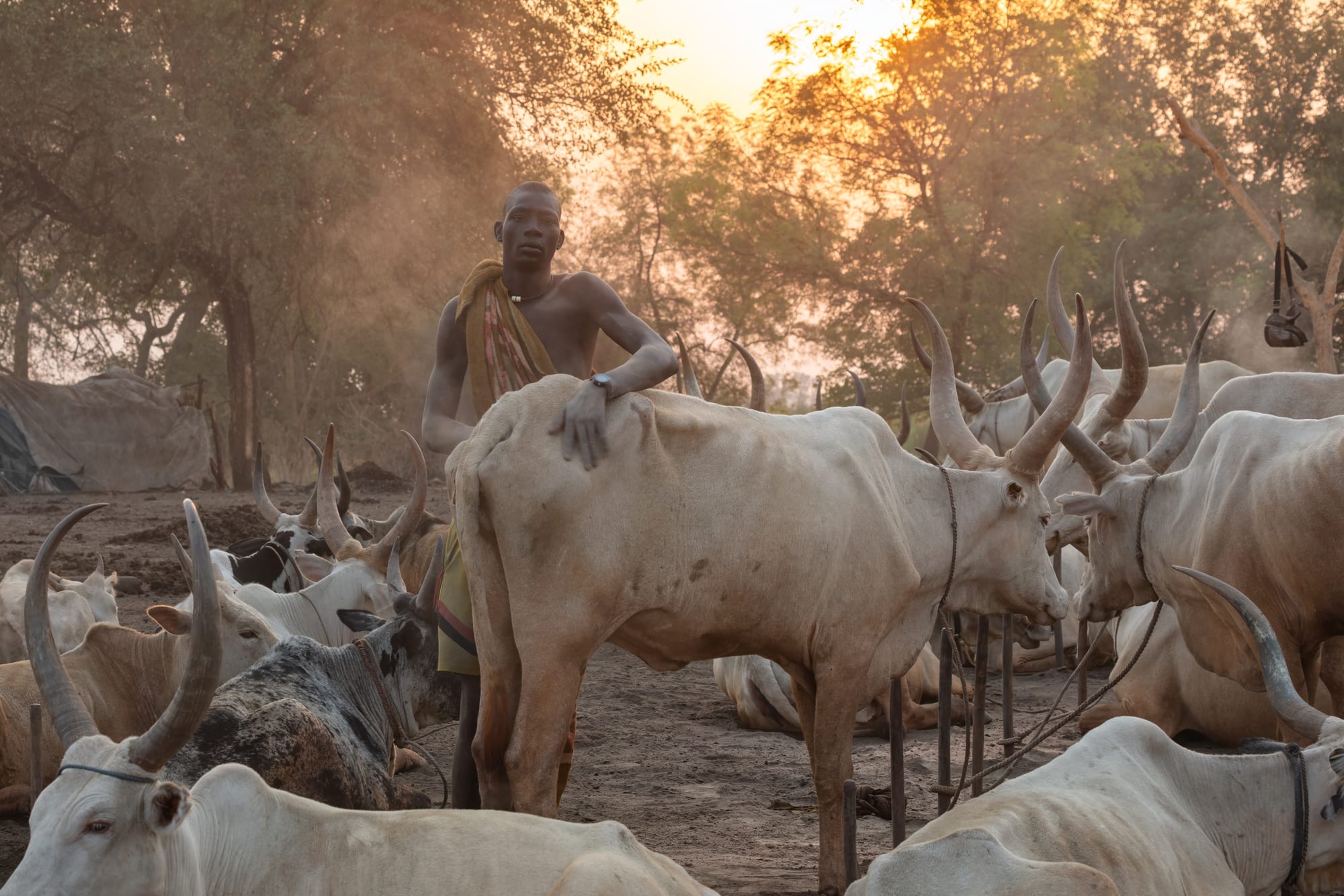 Cattle with long distinctive horns gathered at an evening camp with smoke rising