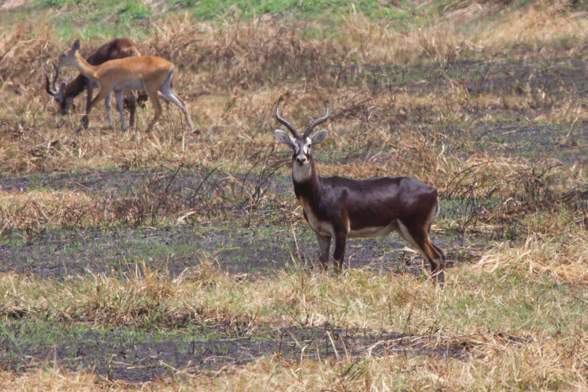 A white-eared kob antelope standing in grassland