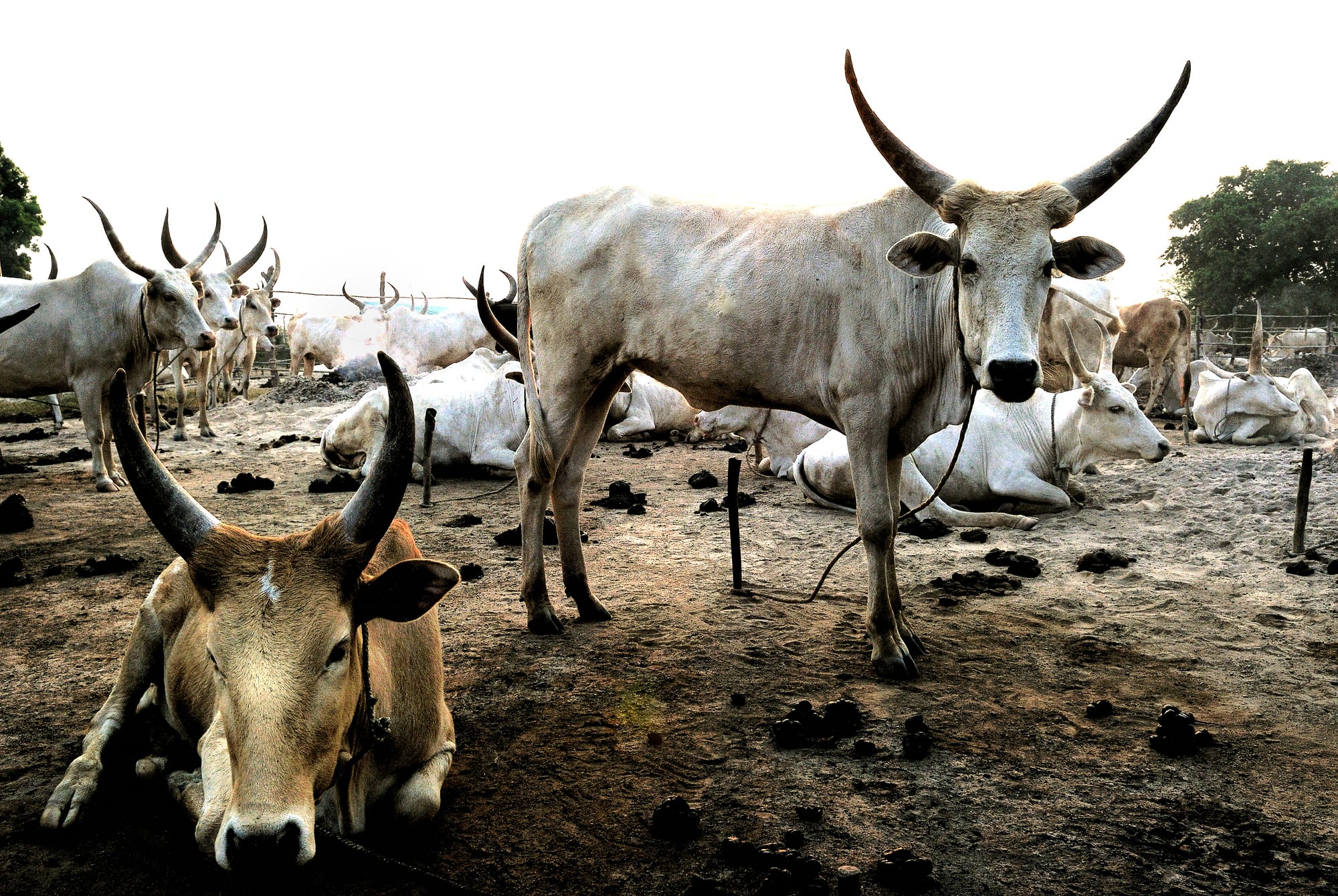 A pale long-horned bull stands tethered in a dusty Dinka cattle camp, with a brown long-horned cow lying in the foreground and many more pale cattle standing and lying behind among wooden pegs