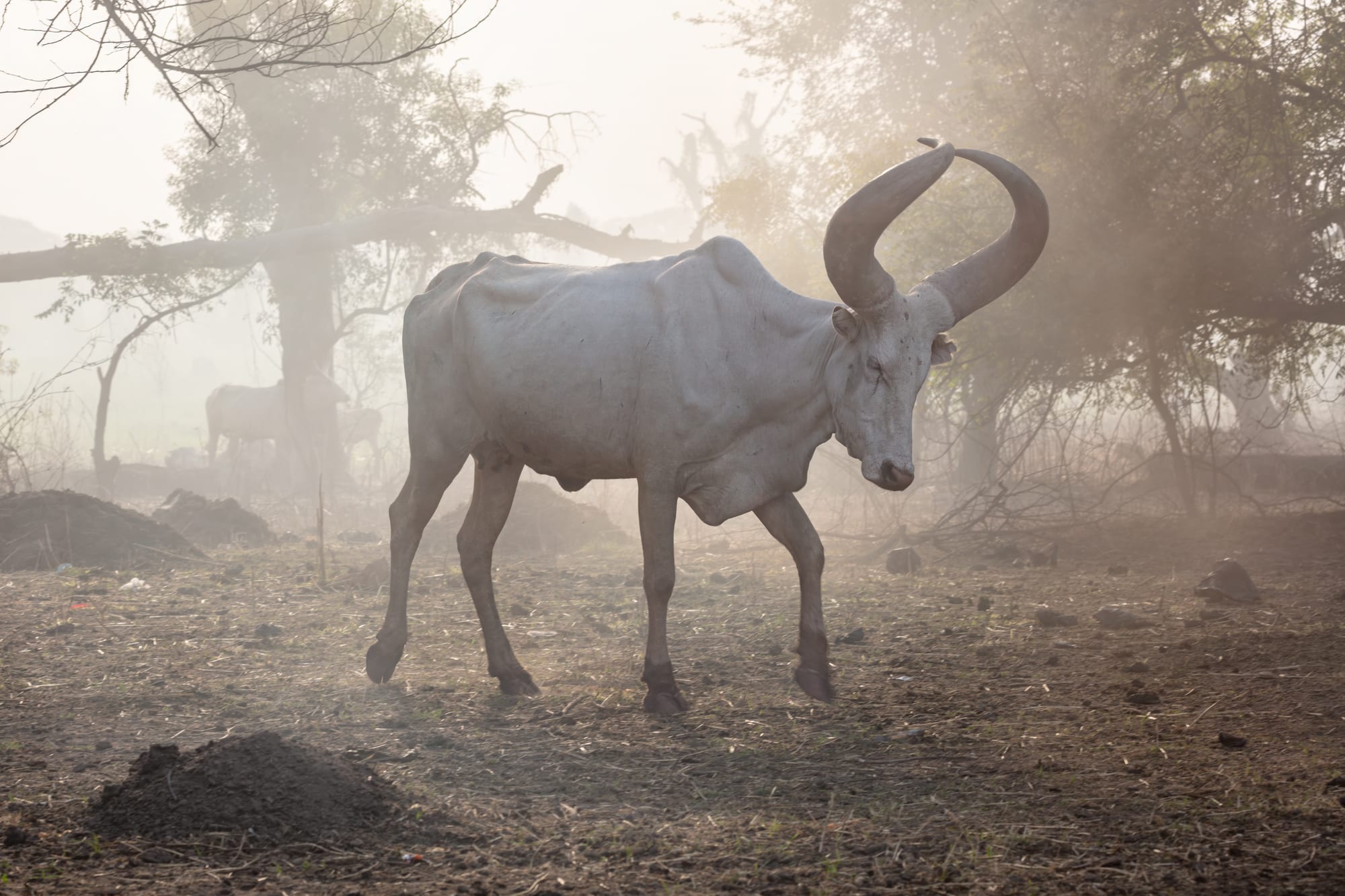 A long-horned cow at a Mundari cattle camp
