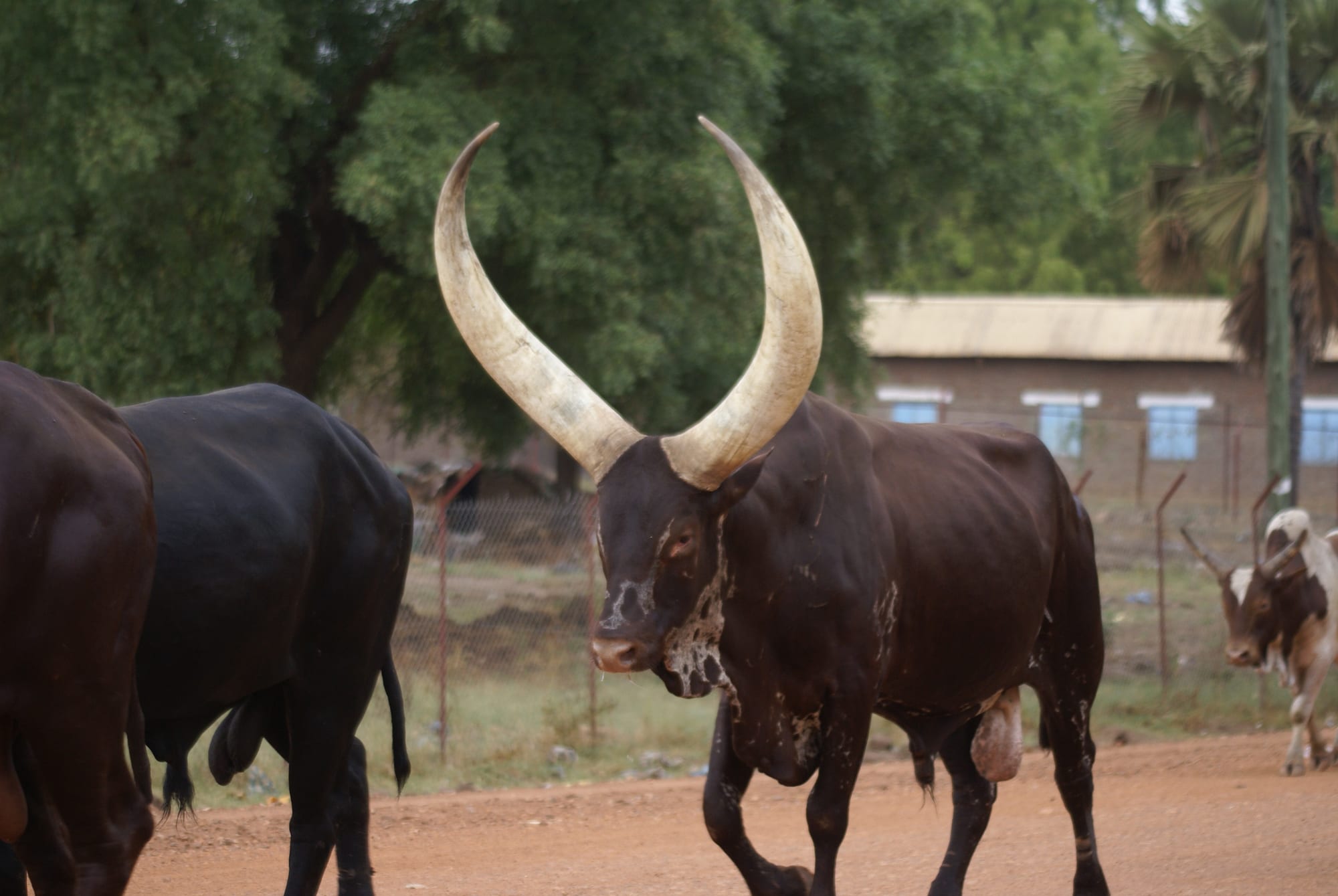A long-horned ox with a white face and dark body standing among other cattle on a dirt street