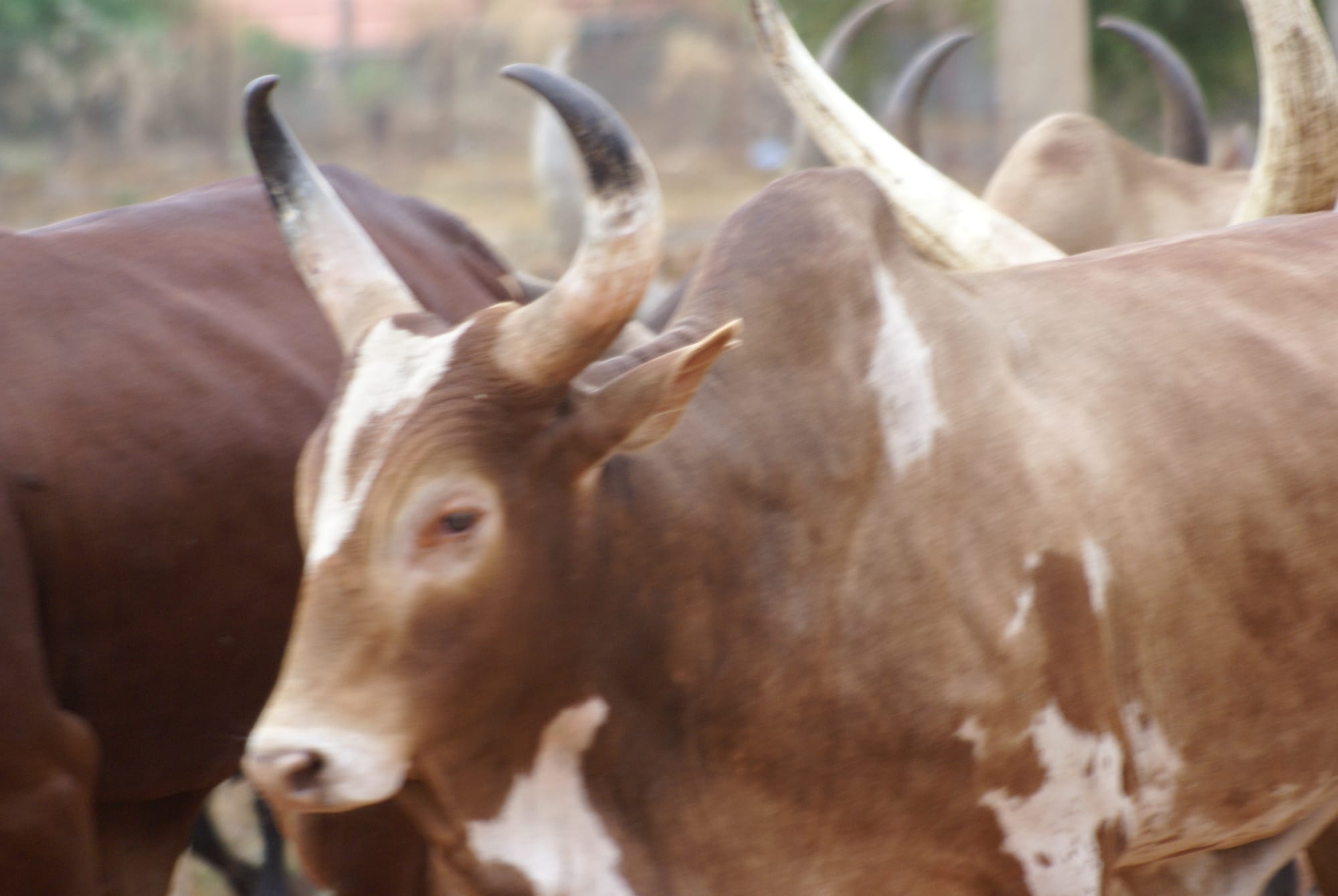 A herd of long-horned cattle among smoky fires at a Dinka cattle camp near Juba at dusk