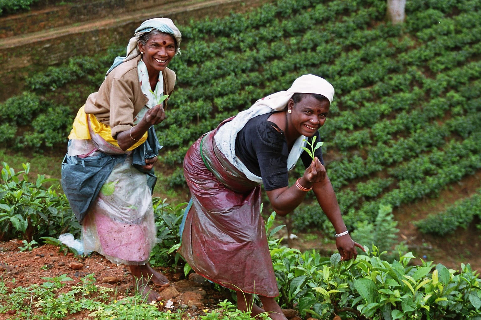 Two women in headscarves smiling while picking tea leaves by hand on a terraced hillside plantation