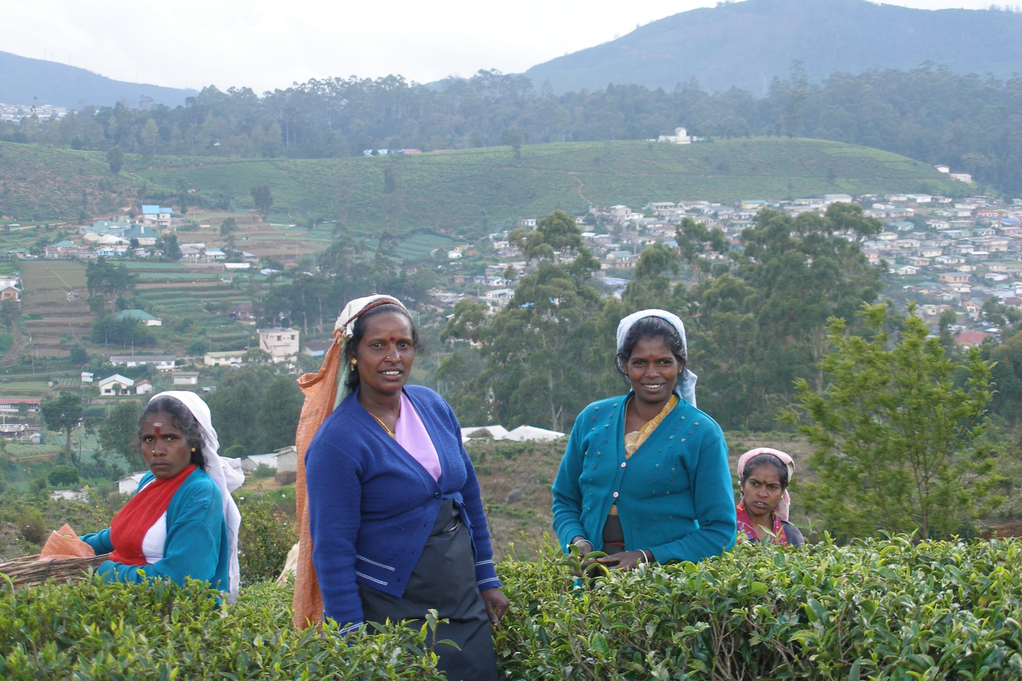Rolling green tea plantation hills with workers picking leaves
