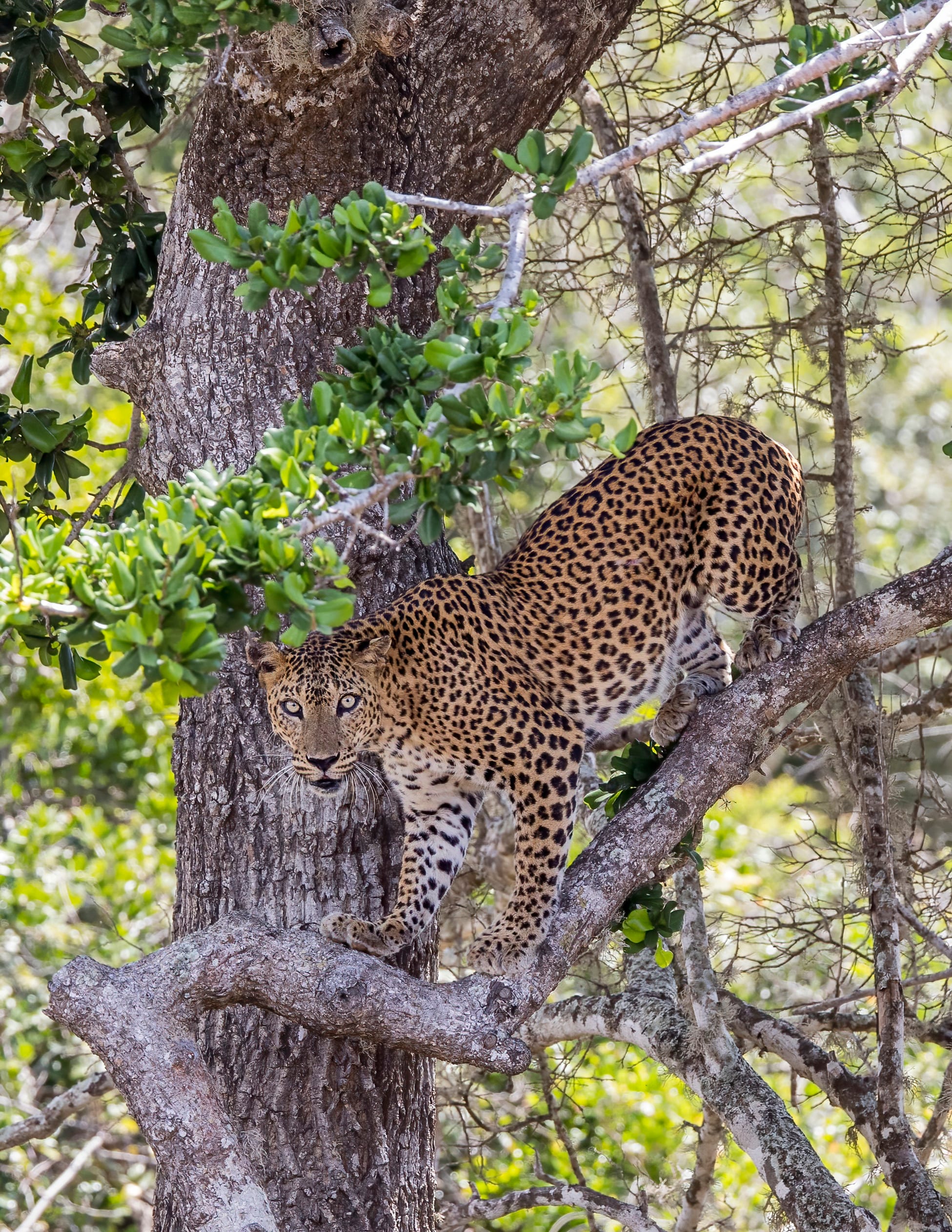 A Sri Lankan leopard resting on a rock