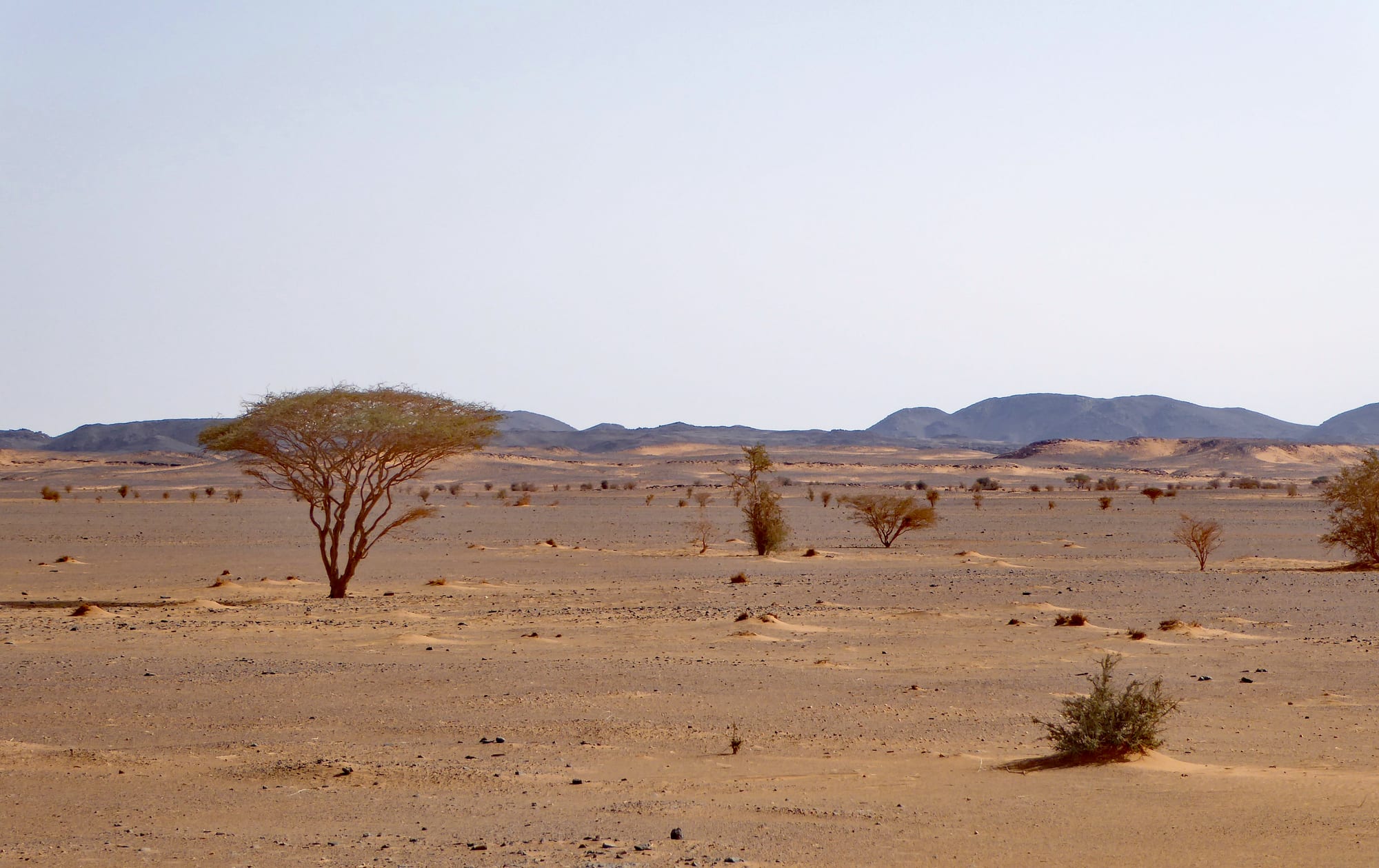 A flat, open desert landscape with scattered acacia trees and distant hills