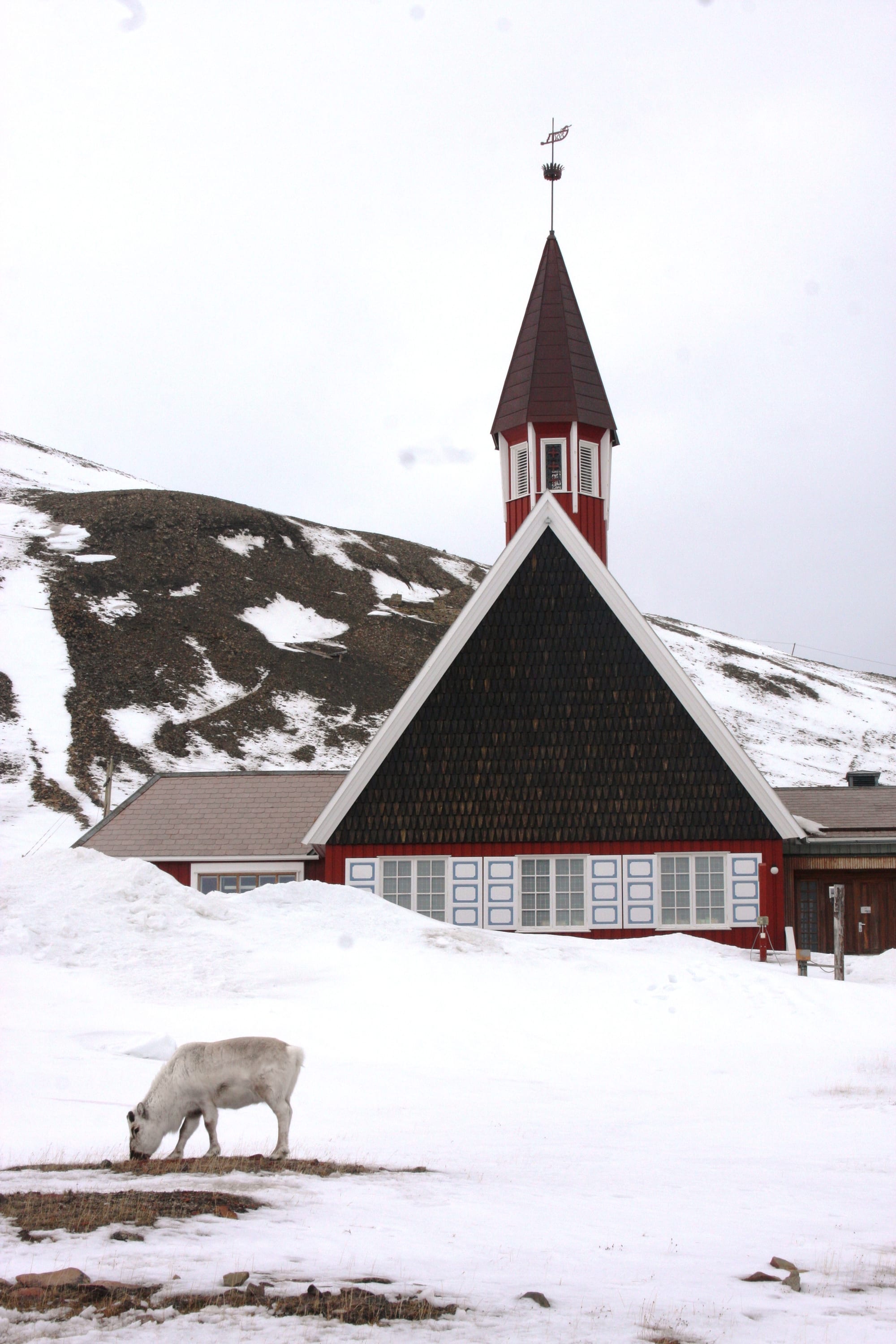 Svalbard's red wooden church with a spire, a Svalbard reindeer grazing on snow-covered ground in front of it
