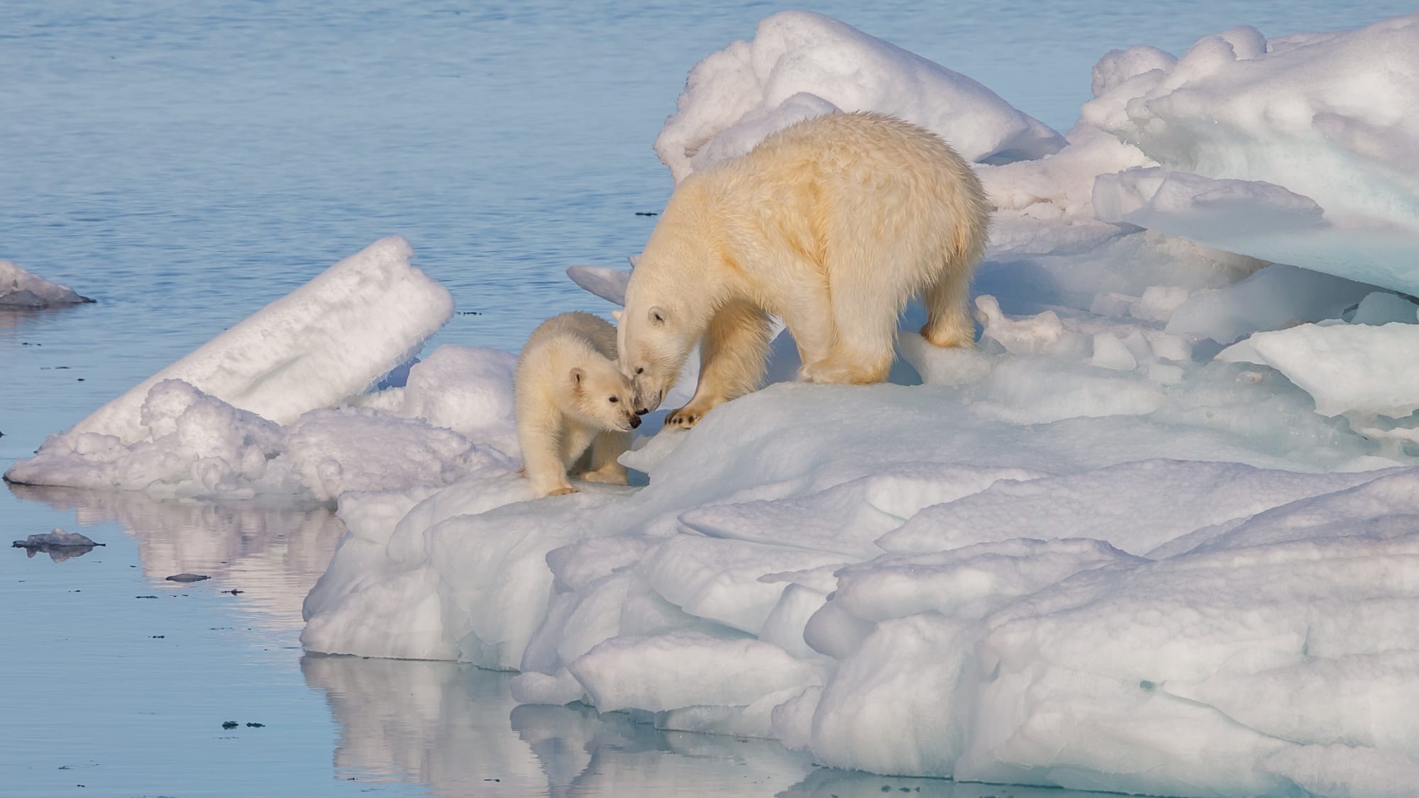 A polar bear and cub on sea ice