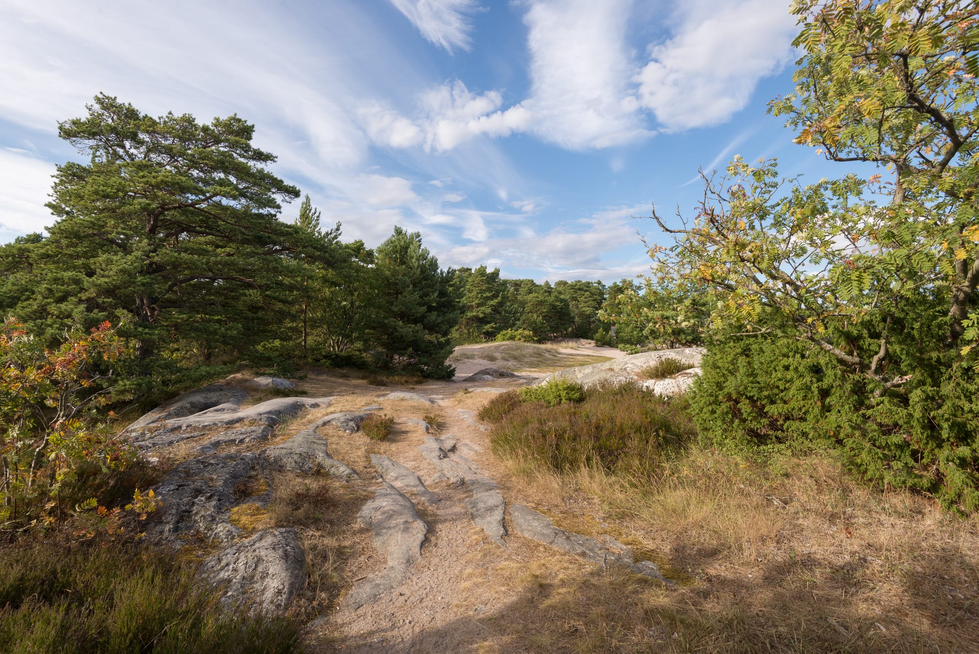 A pine-covered rocky island landscape typical of an archipelago