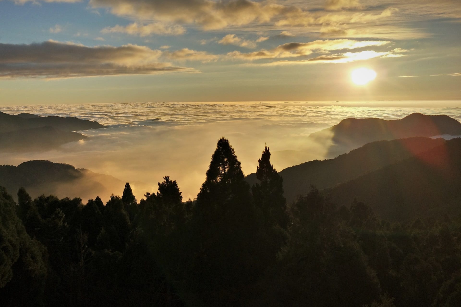 Sunrise light over a sea of clouds seen from a forested mountainside