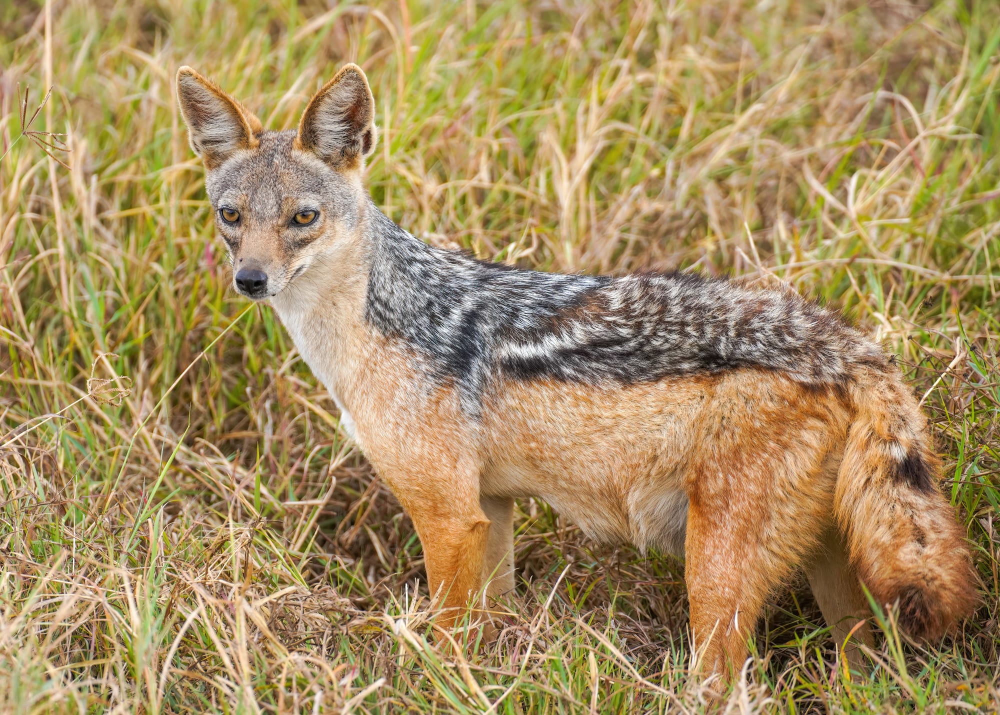 A black-backed jackal standing alert in grassland