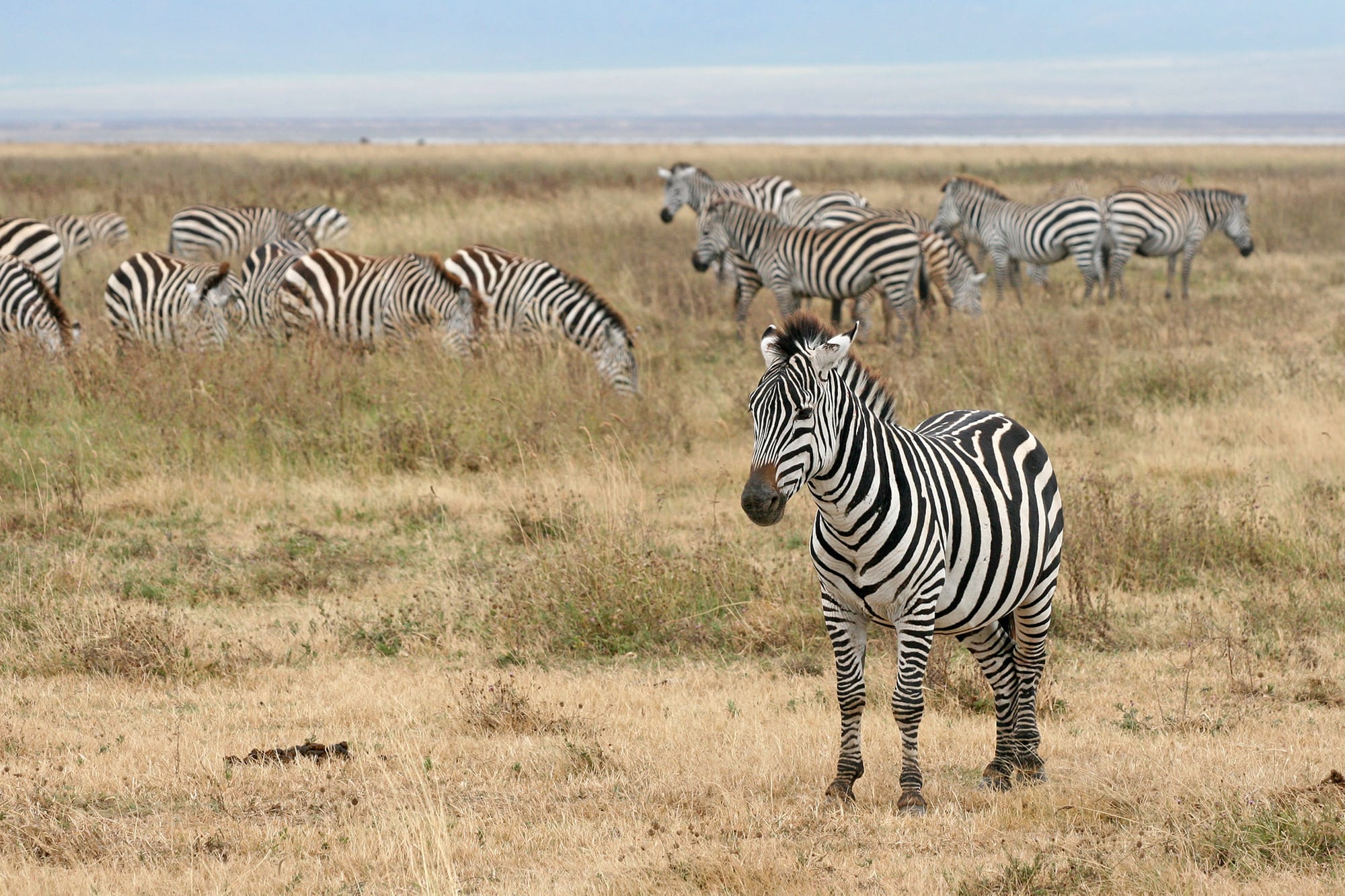 Zebras grazing on the floor of a vast volcanic crater