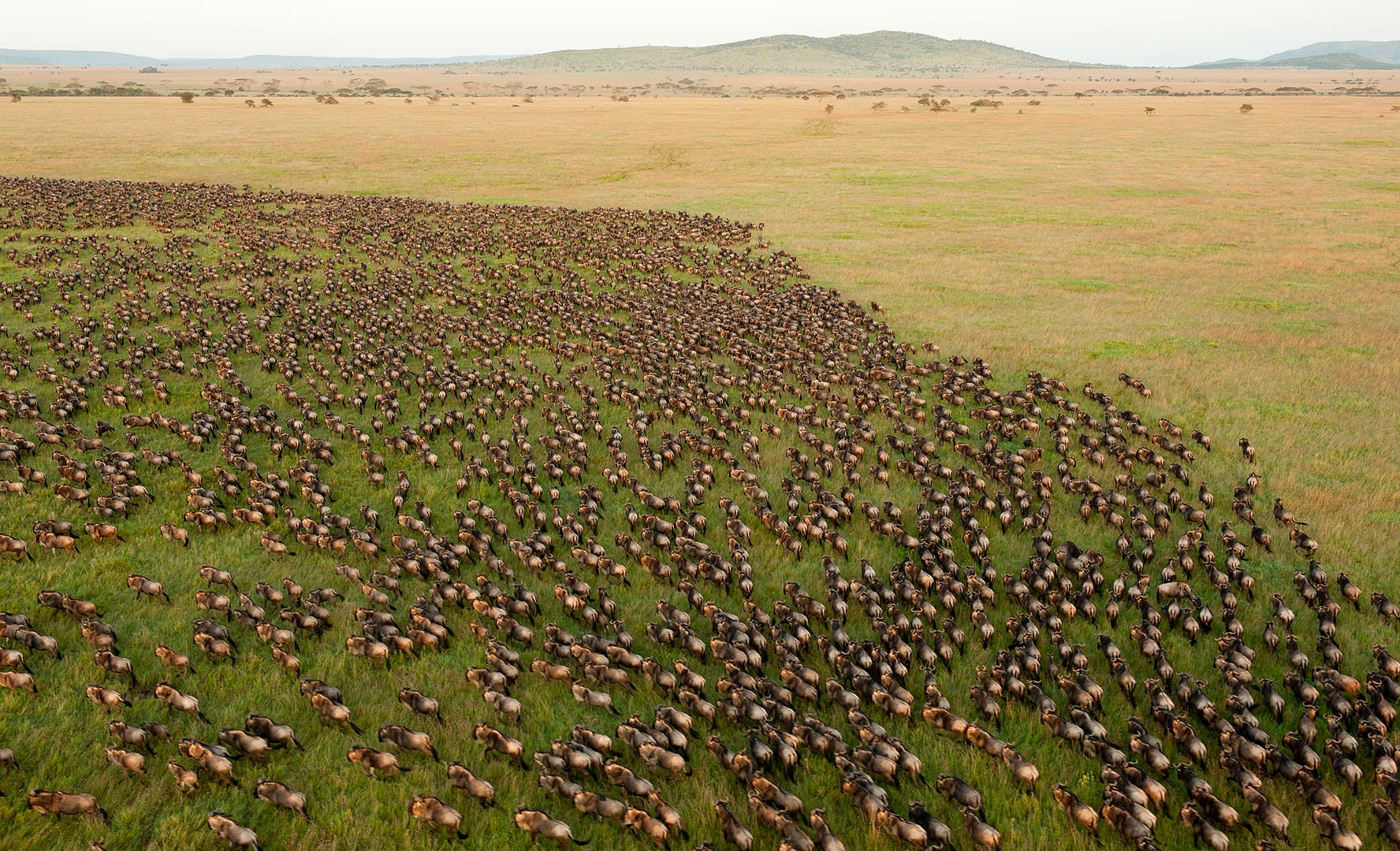 A vast herd of wildebeest crossing open savanna