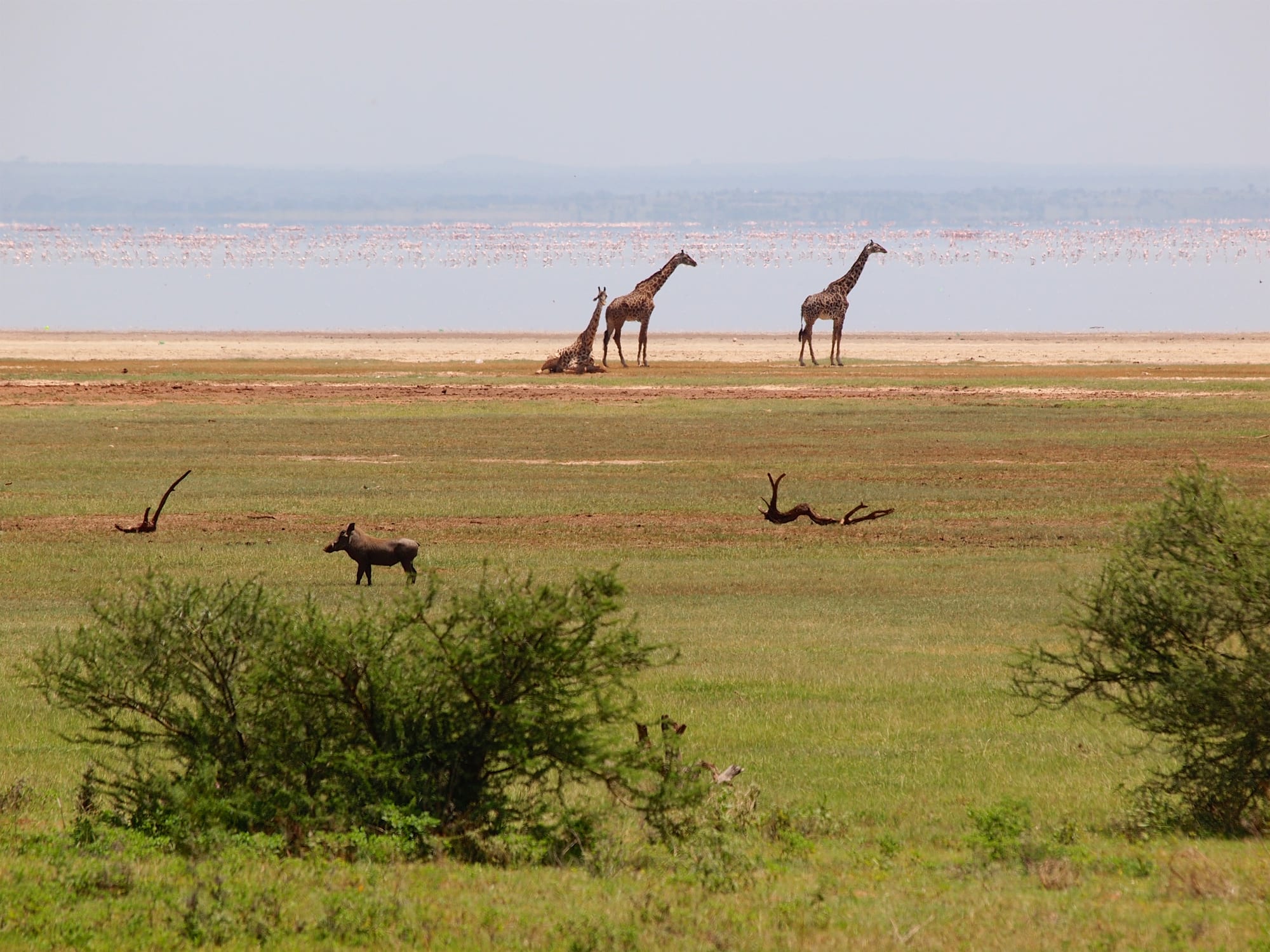 Giraffes and a warthog grazing near a lake with a distant flock of flamingos
