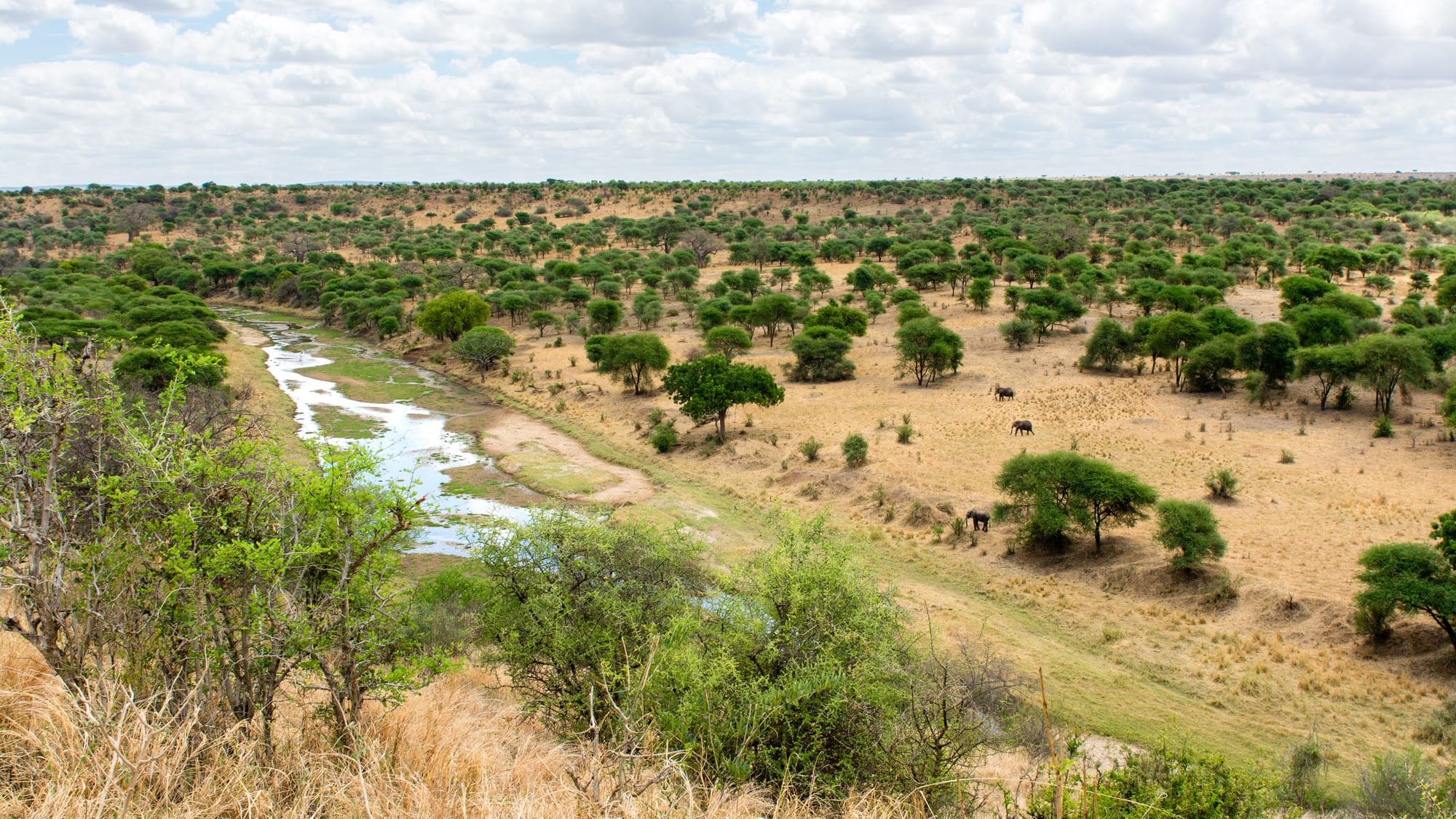 Elephants grazing beside a river lined with baobab trees