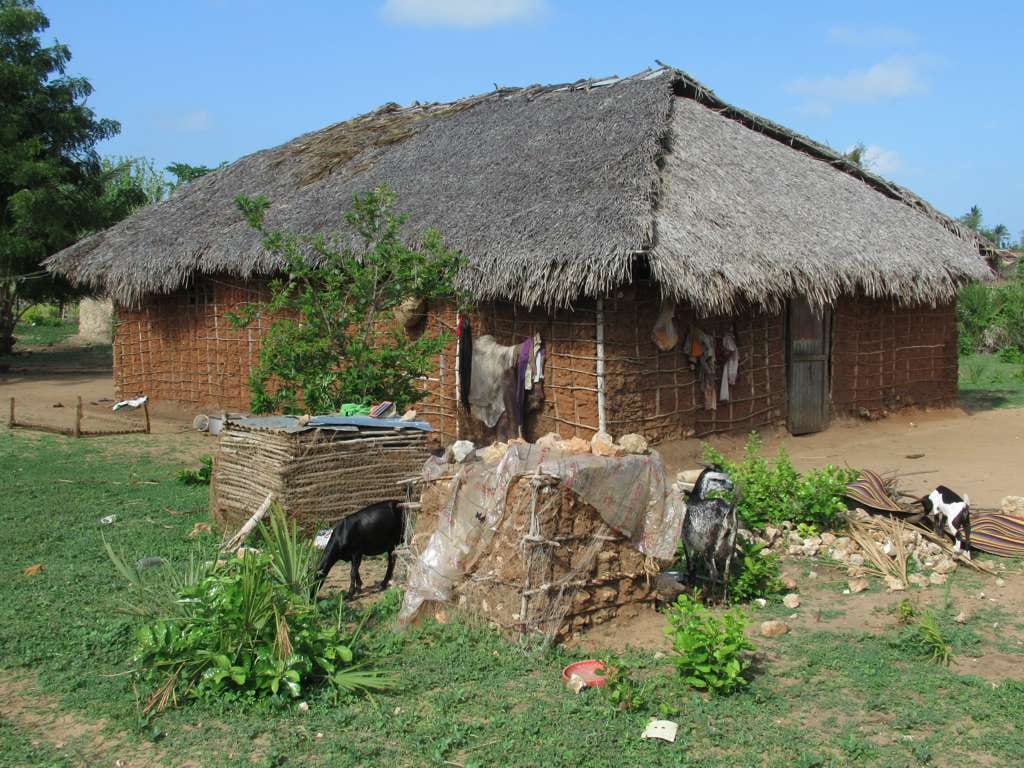 A thatched-roof house with woven stick walls in a rural compound, with goats grazing outside