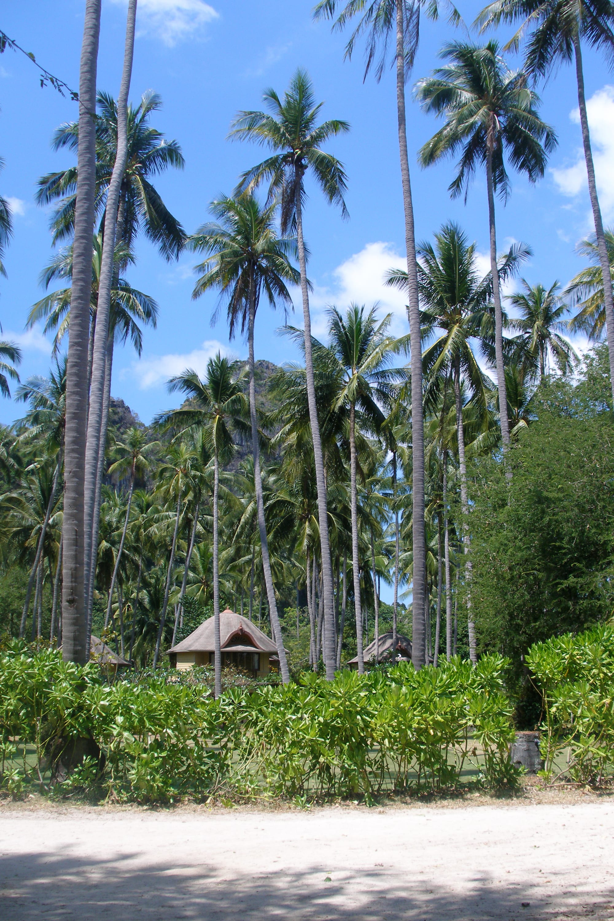 A tropical beach backed by sheer limestone cliffs and palm trees