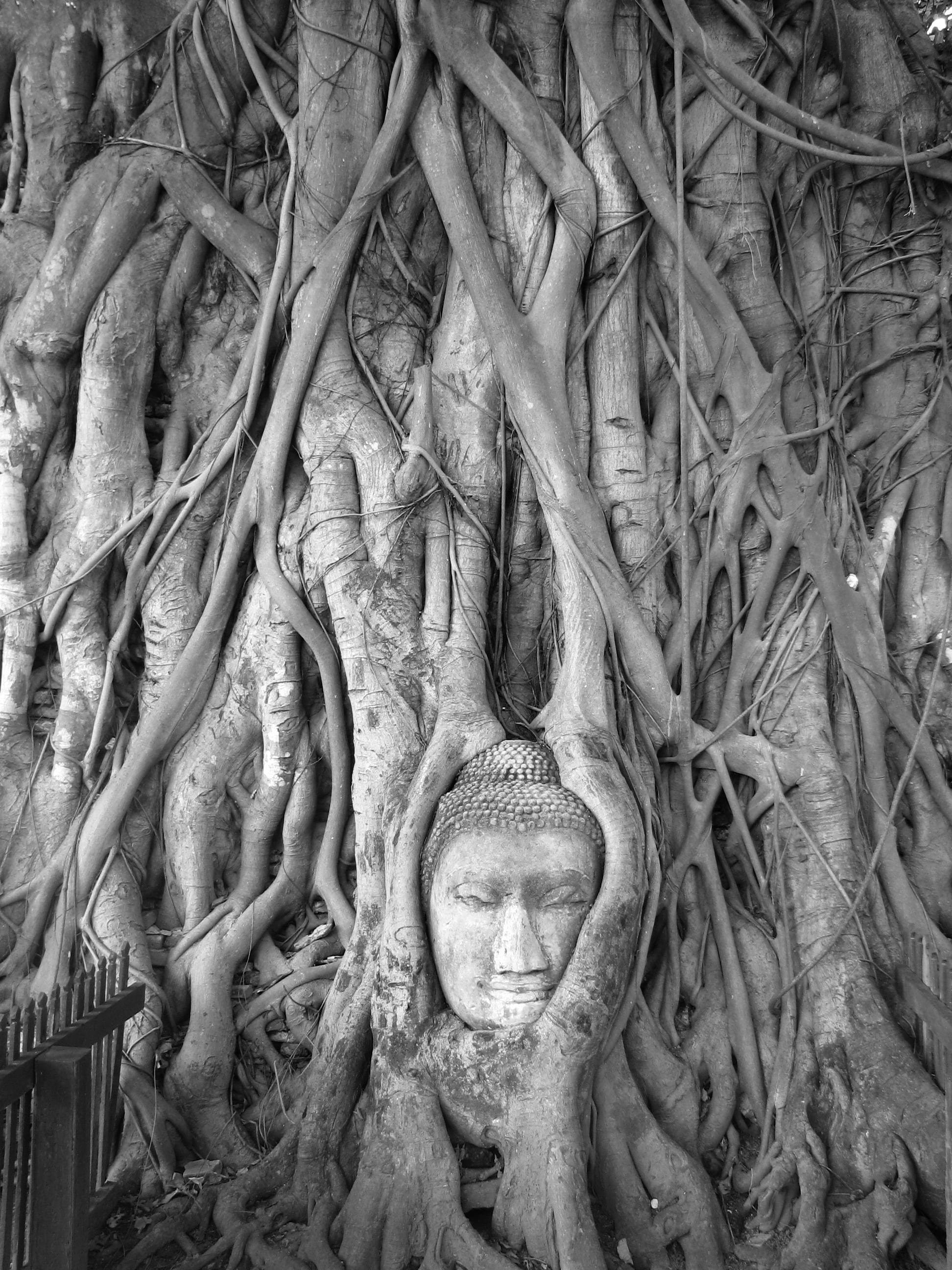 A weathered stone Buddha head entwined in the roots of a banyan tree at Ayutthaya