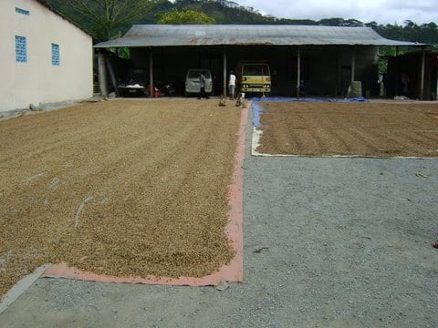 Coffee beans spread out to dry