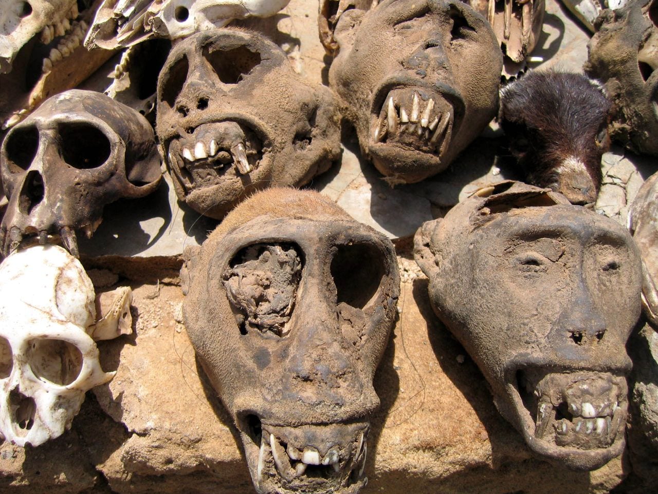 A market stall displaying animal skulls, skins, and traditional ritual items