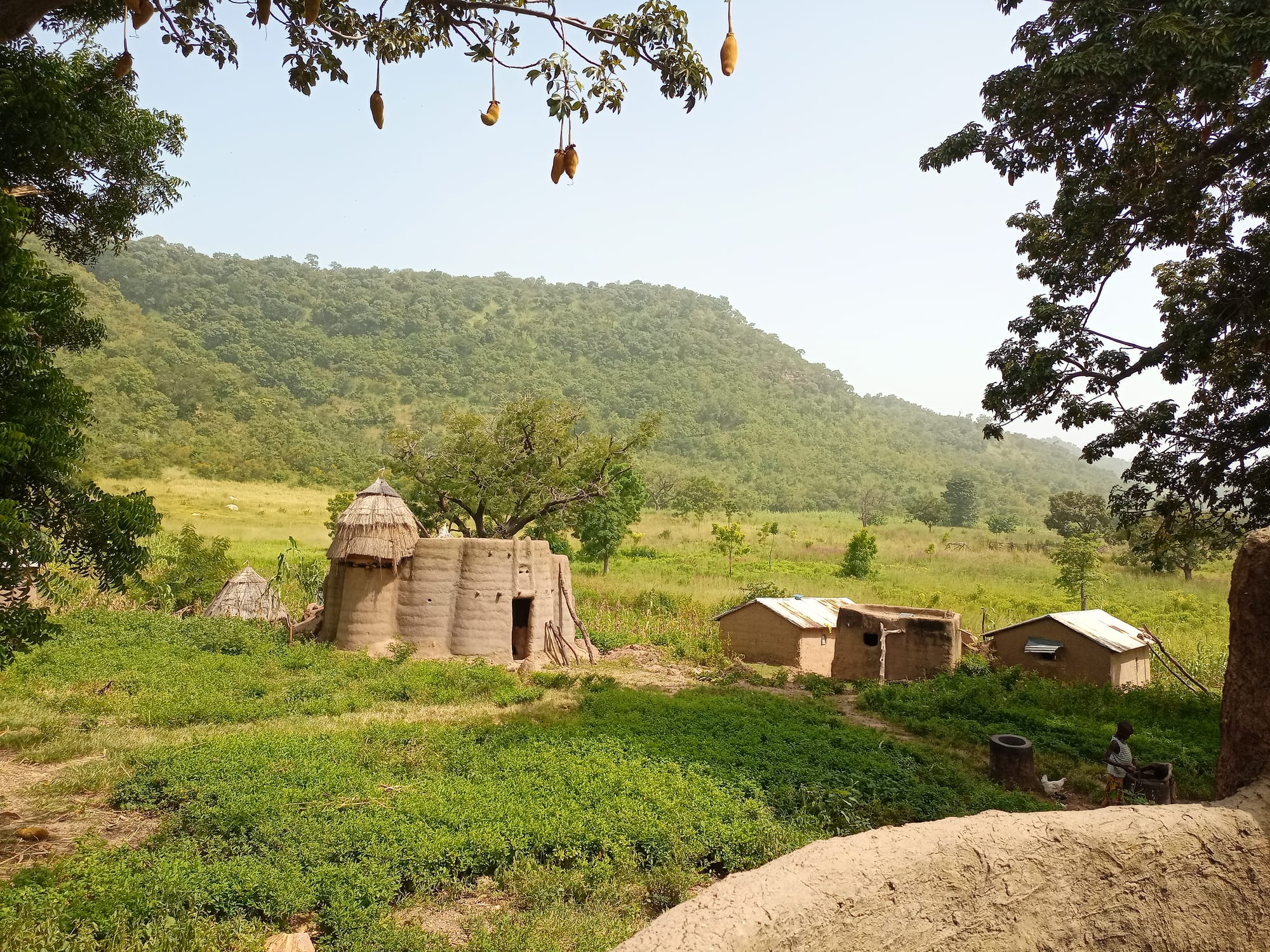 A mud tower house with a conical thatched roof standing in a green field below a forested hill, with small tin-roofed mud buildings nearby and seed pods hanging from a tree branch in the foreground
