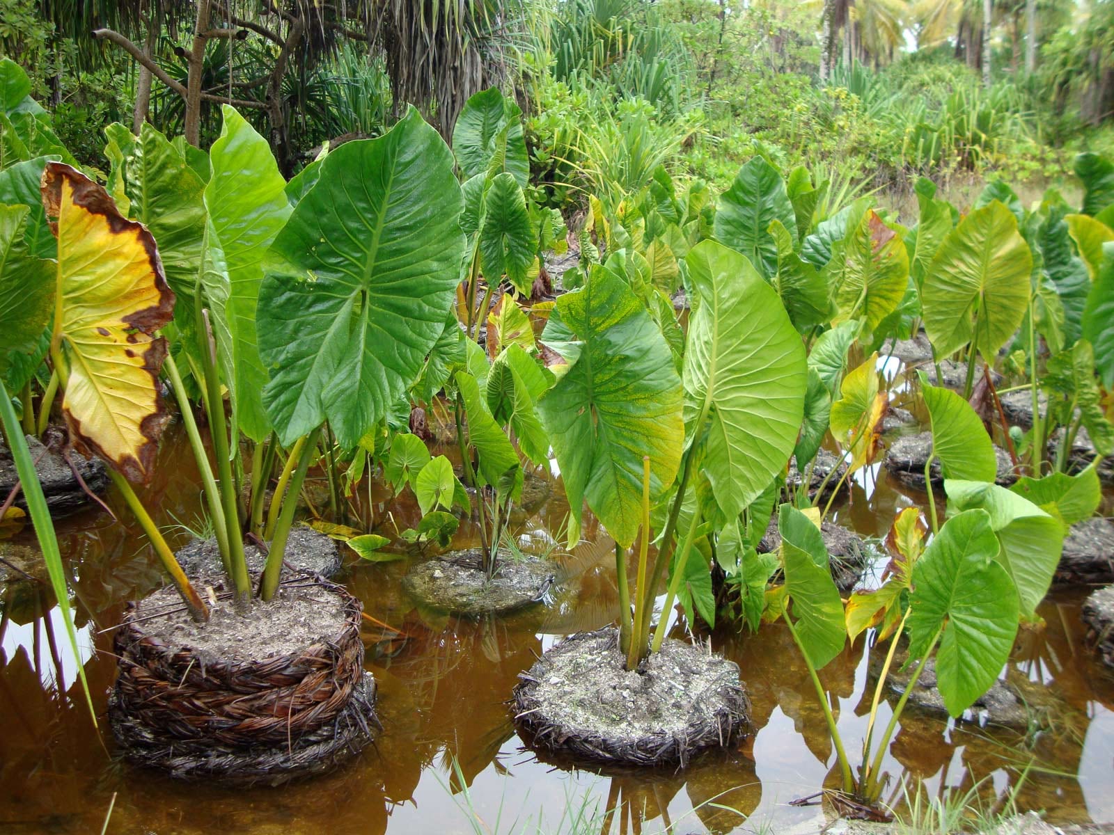 Giant swamp taro plants growing in composted pits filled with water