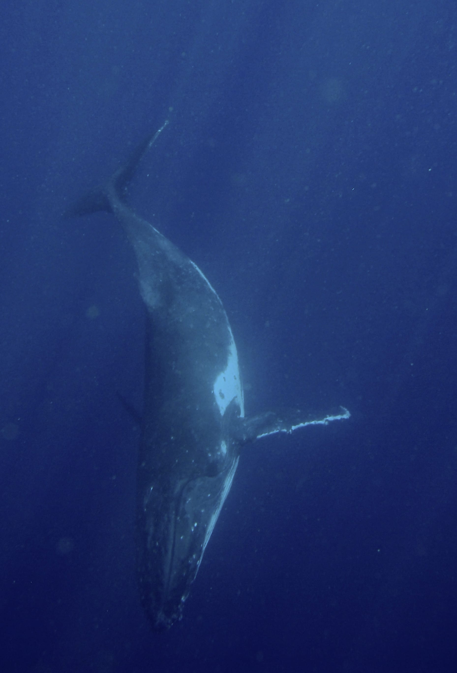 A humpback whale swimming close beneath the ocean surface