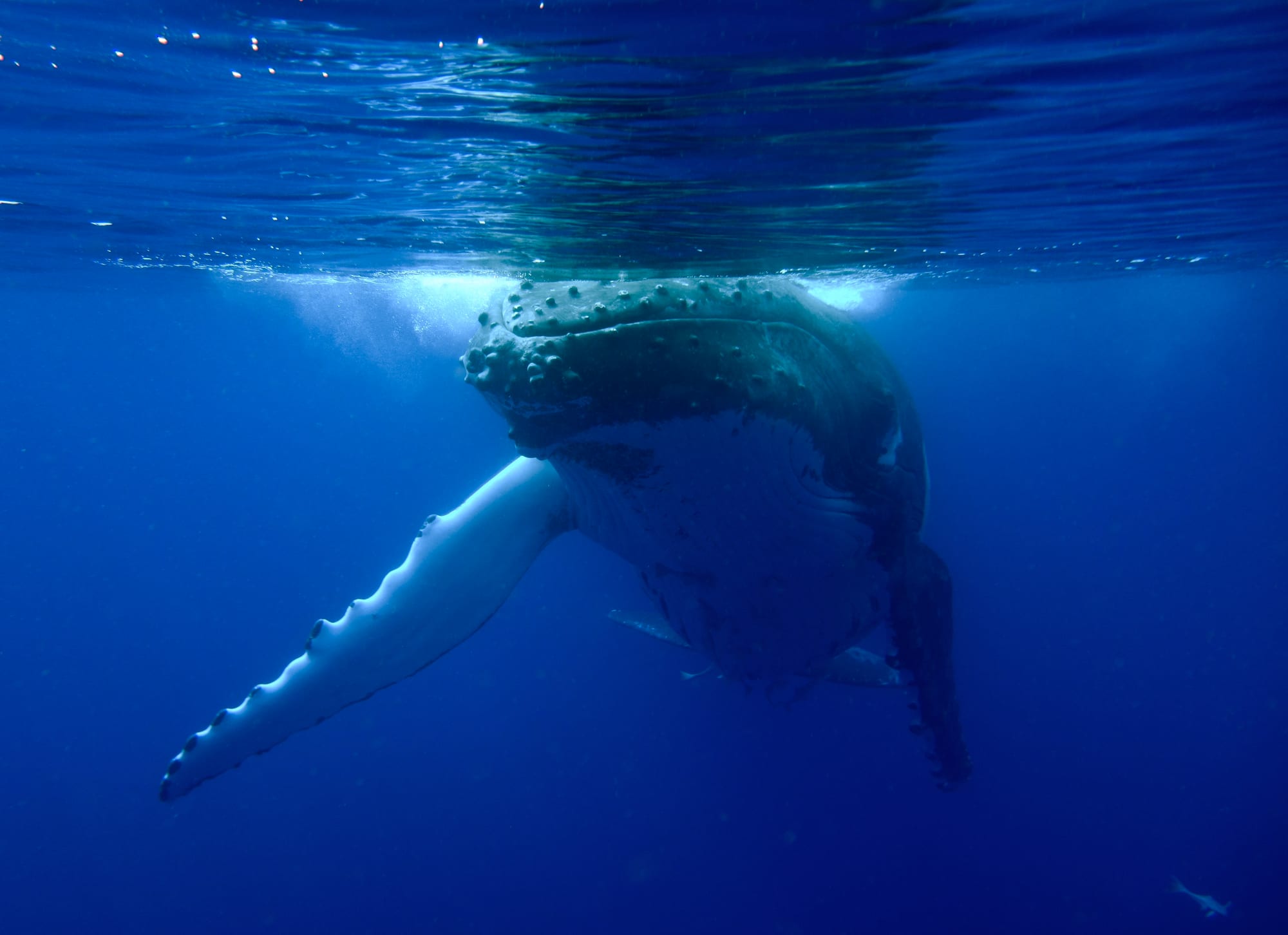 A humpback whale swimming near the surface of clear blue water