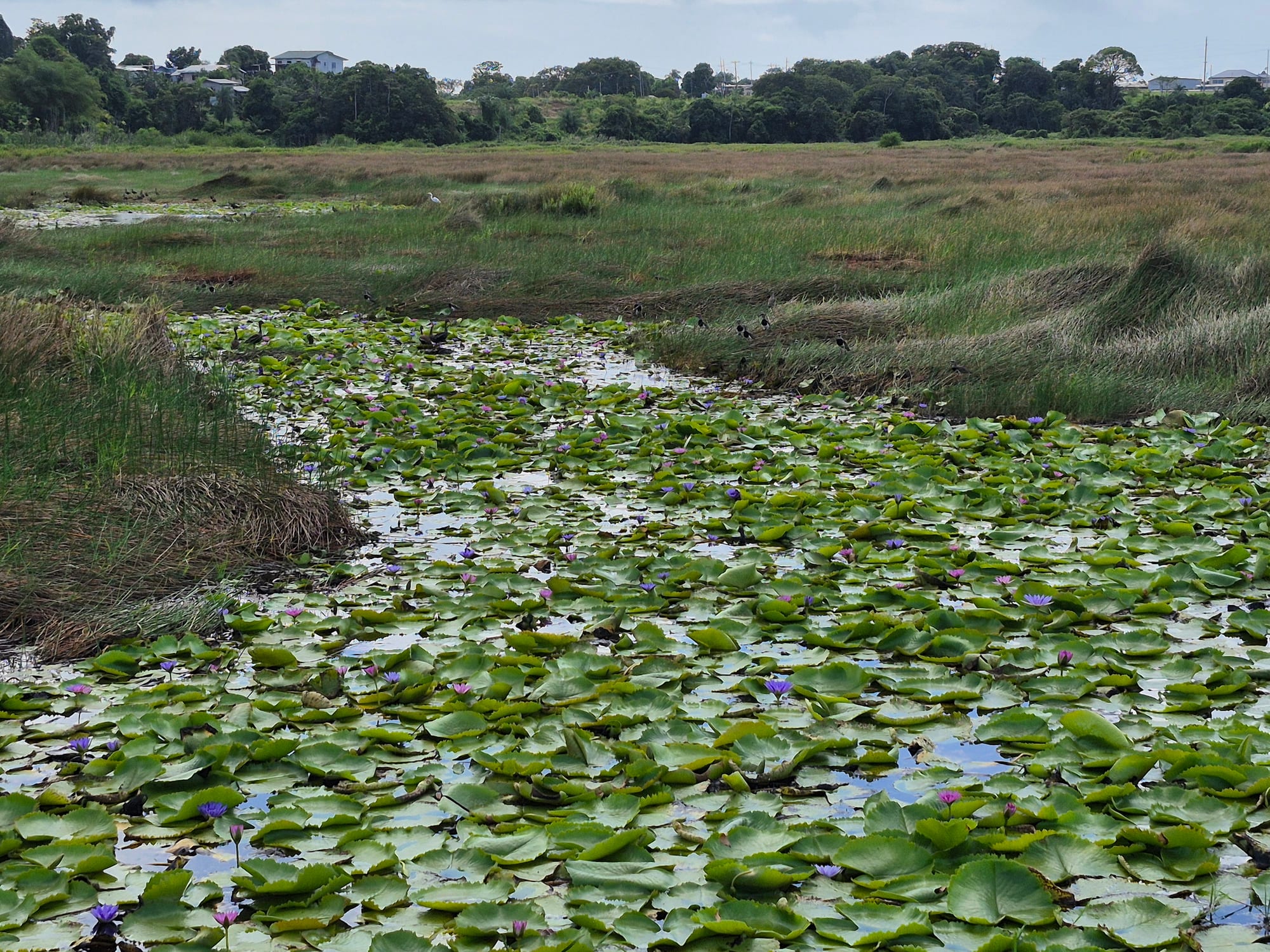 Water lilies growing in pools atop a dark asphalt lake surface
