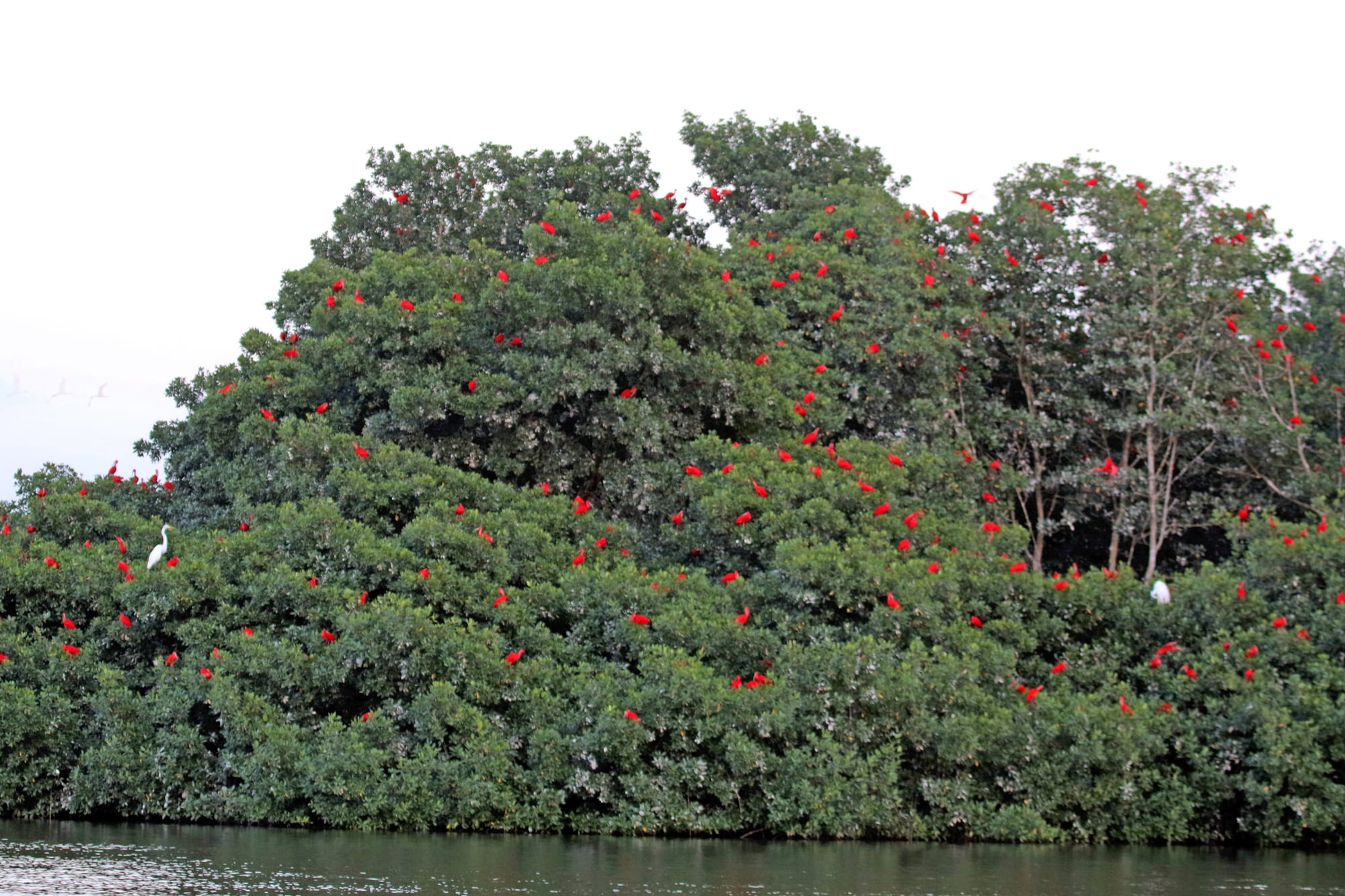 Bright red scarlet ibis birds roosting together in mangrove trees