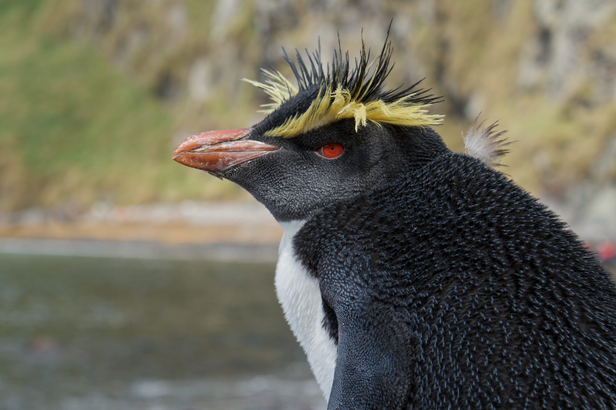 A rockhopper penguin with distinctive yellow crest feathers