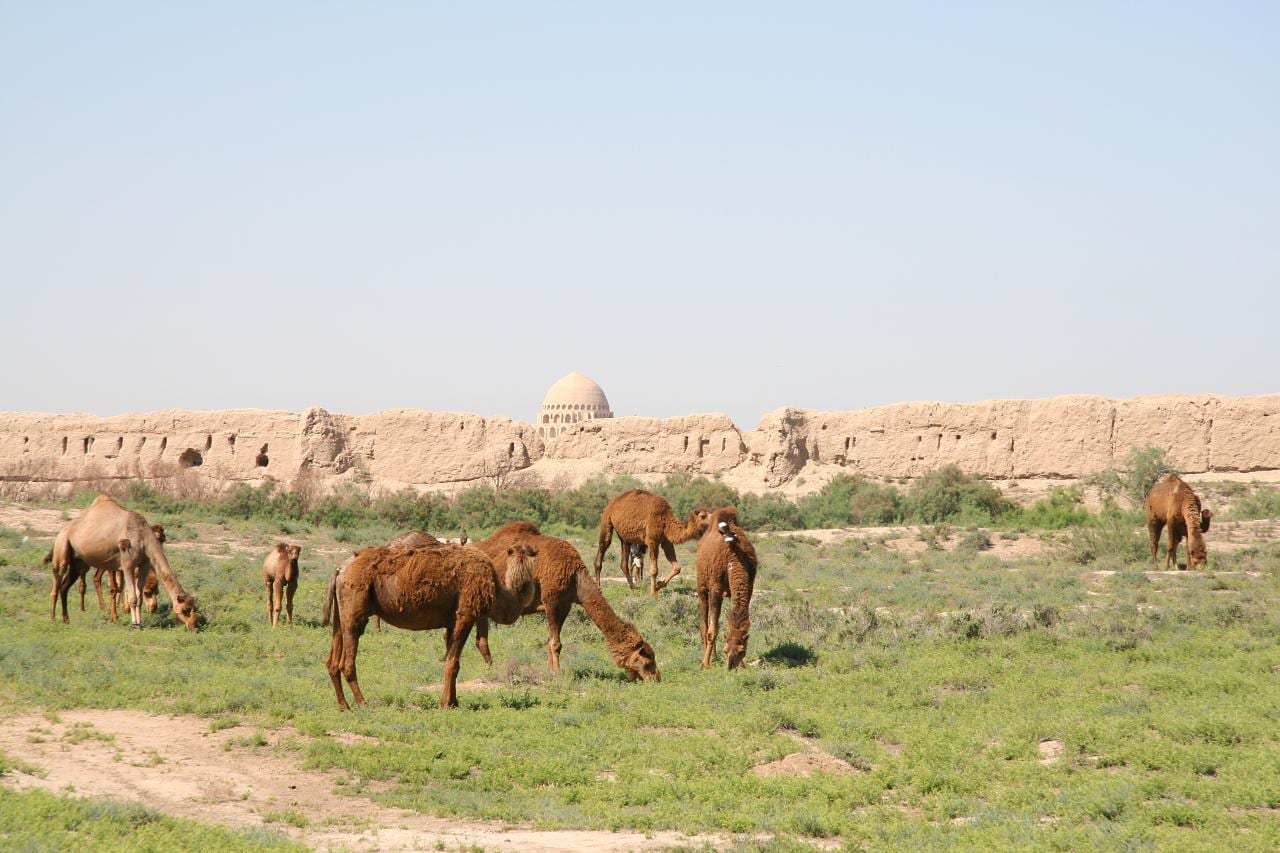 Camels grazing among ancient desert ruins