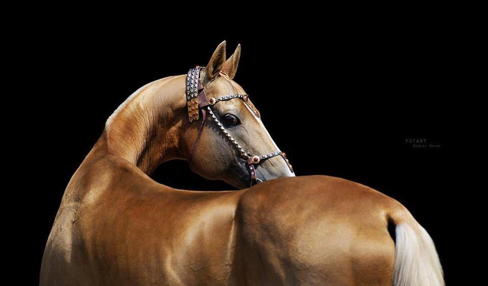 A horse with a distinctive metallic golden coat and an elegant arched neck