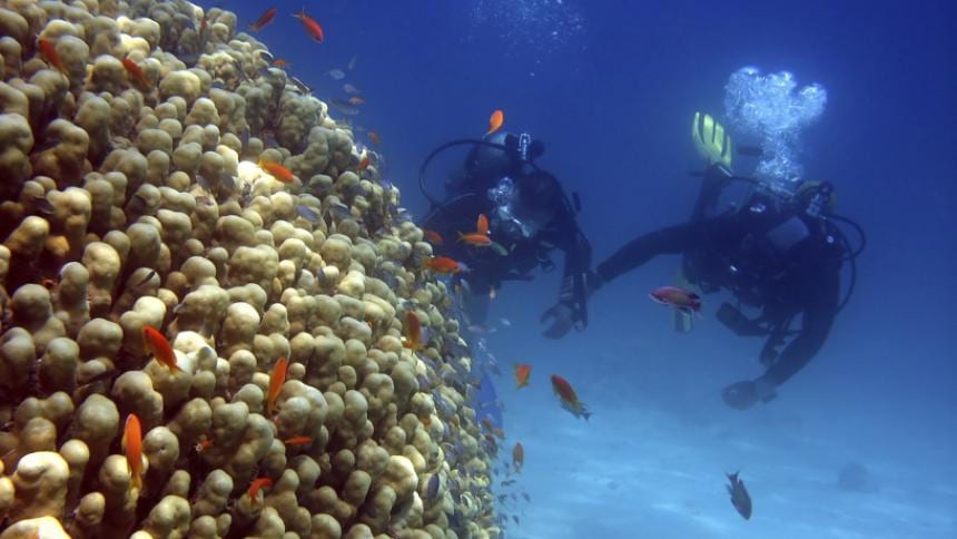 A healthy coral reef with fish beneath clear water