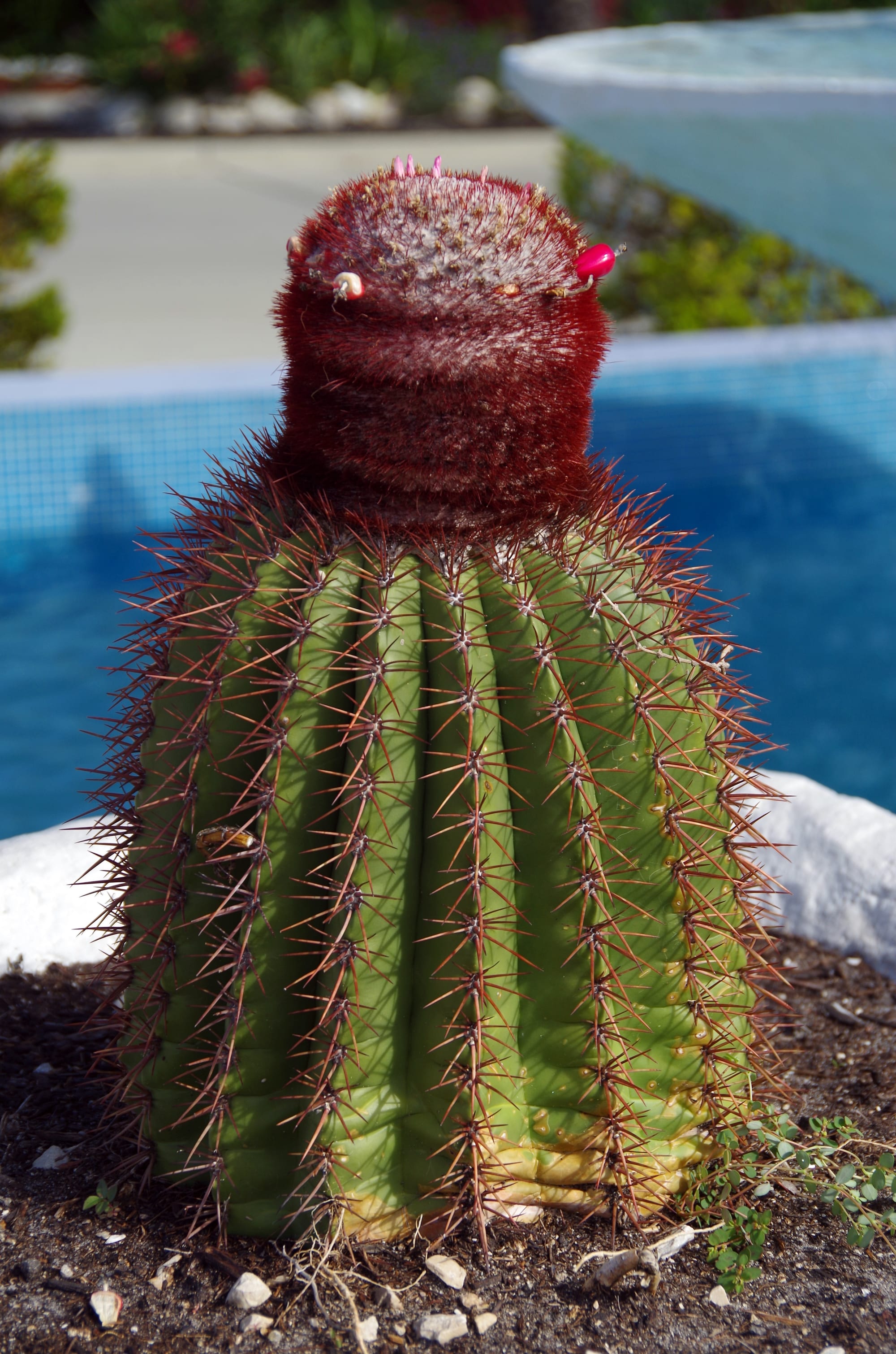 A squat green barrel cactus with long reddish spines, topped by a dark red woolly cap dotted with small pink fruits, in front of a blue swimming pool