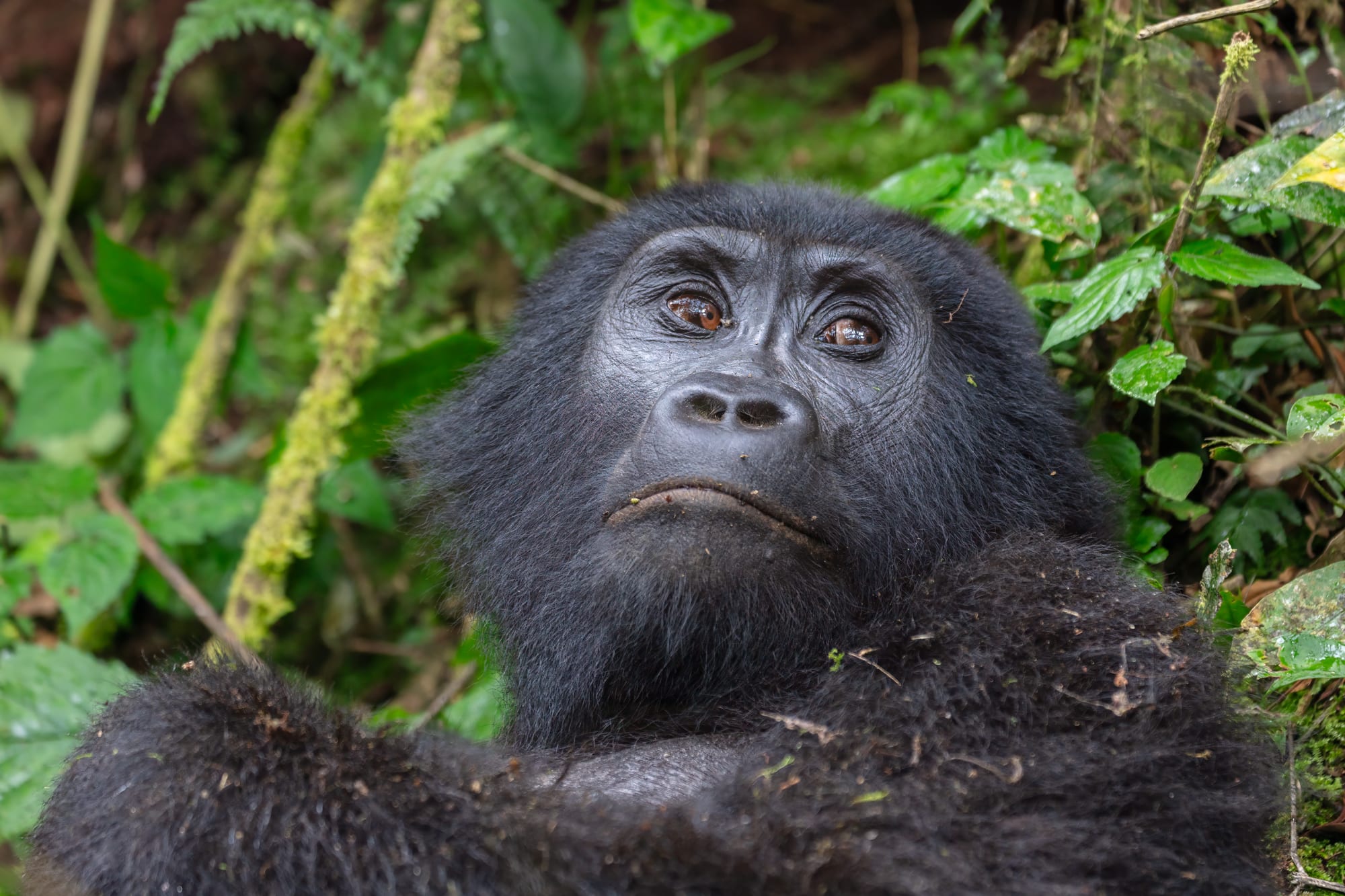 A mountain gorilla in dense rainforest vegetation