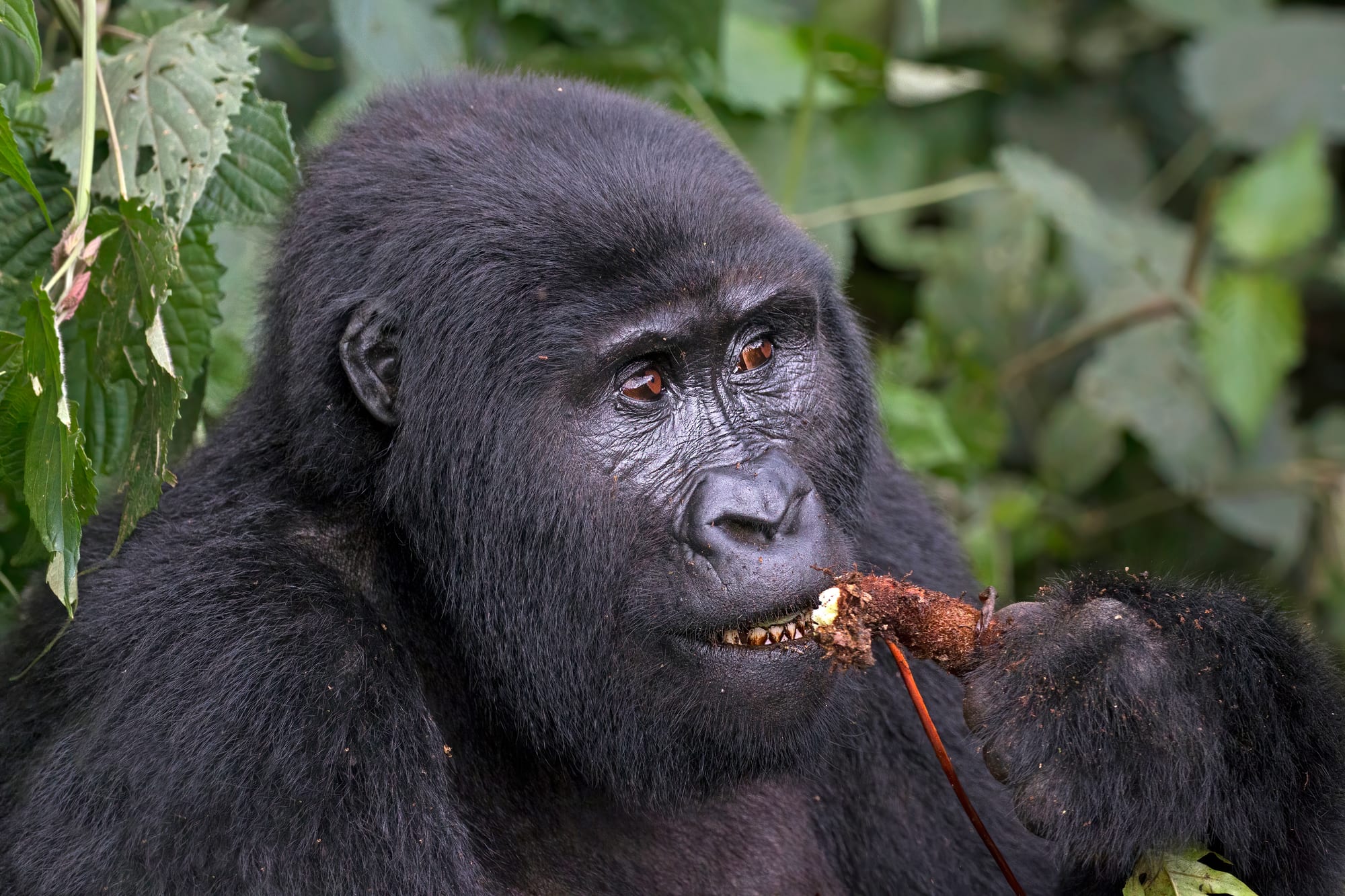 A mountain gorilla eating vegetation in dense forest