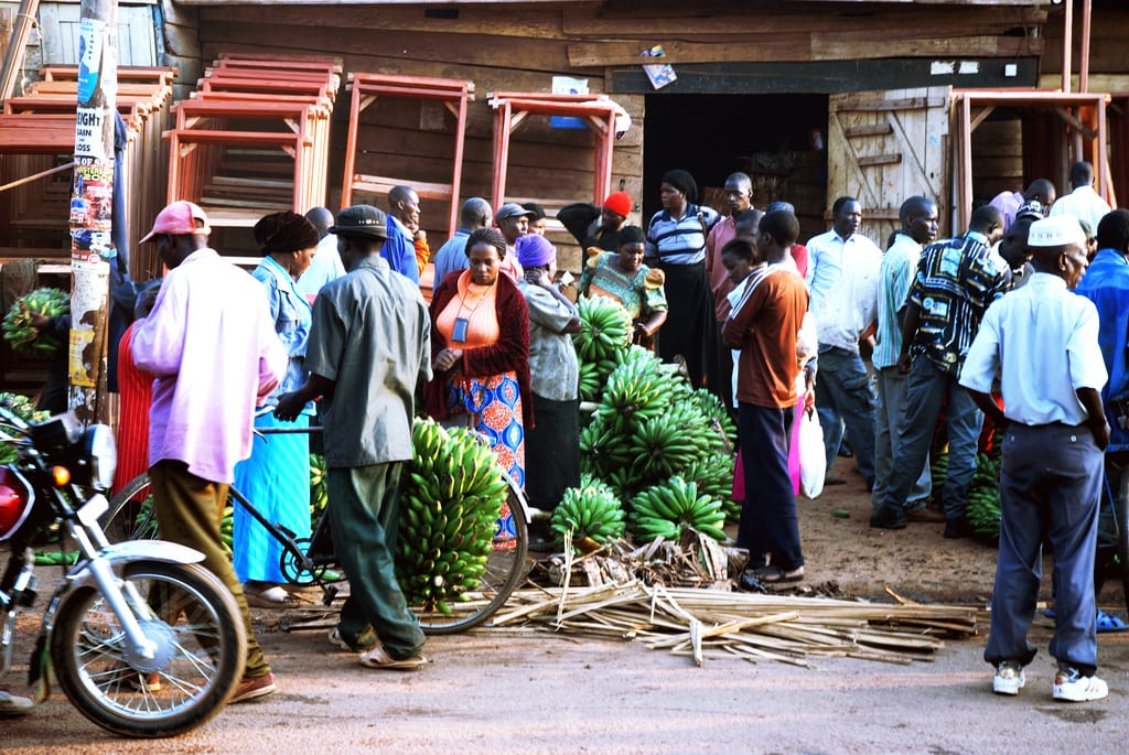 Bunches of green bananas for sale at a market