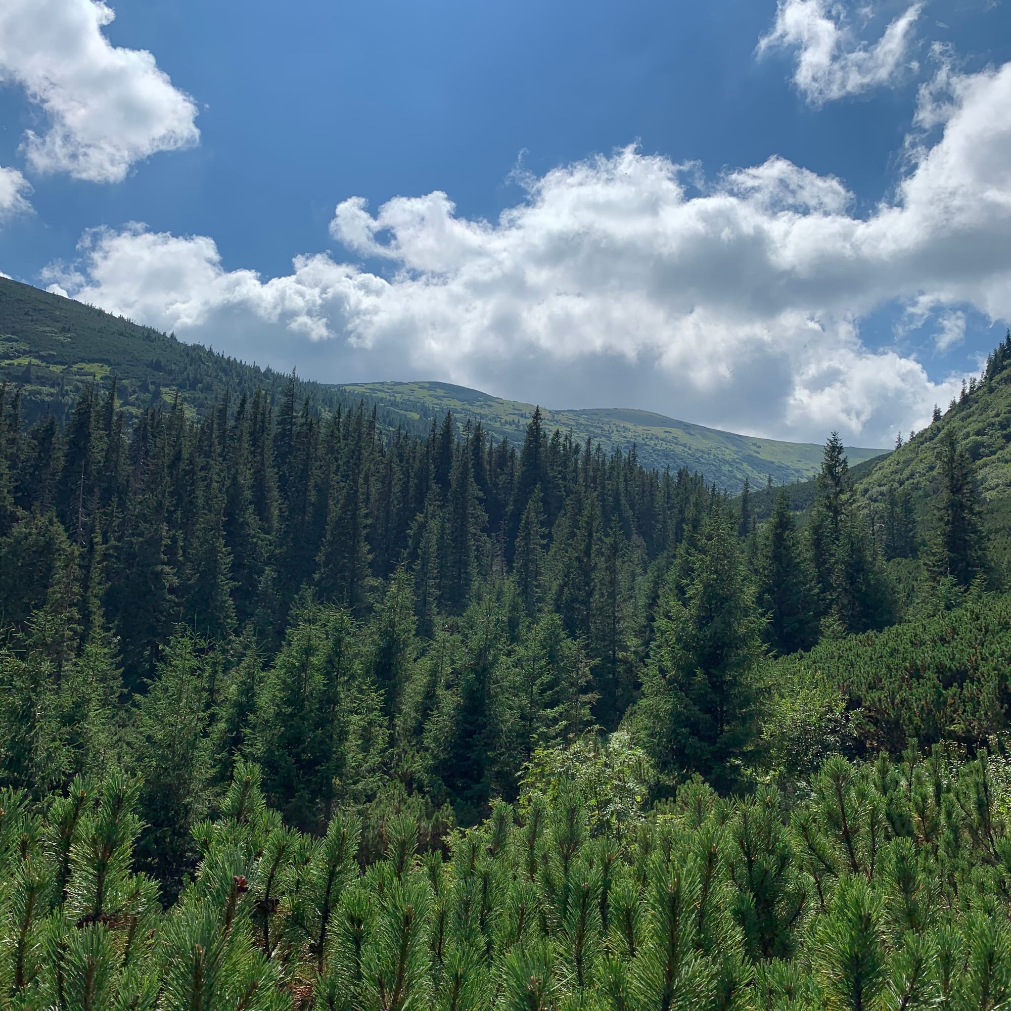 Rolling green mountain ridges in a forested landscape