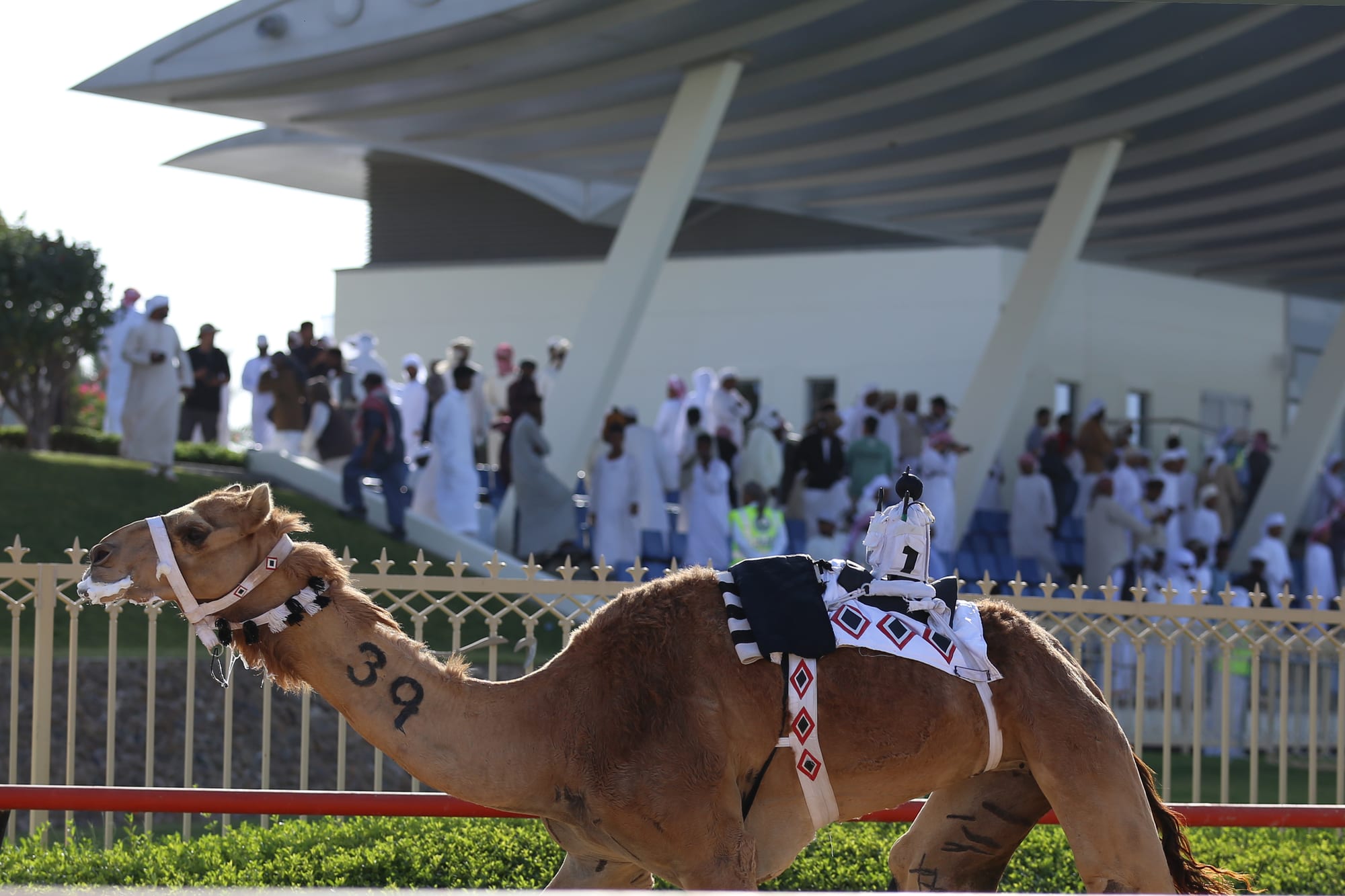 Two camels with small robotic jockeys on their backs race along a dirt track lined with rails, floodlights and banners, a UAE flag flying at the side