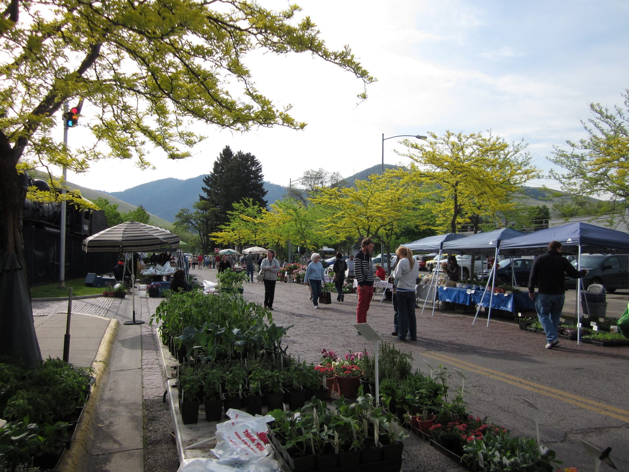 People browsing plant and produce stalls under canopies at an outdoor farmers market on a street, with mountains in the background