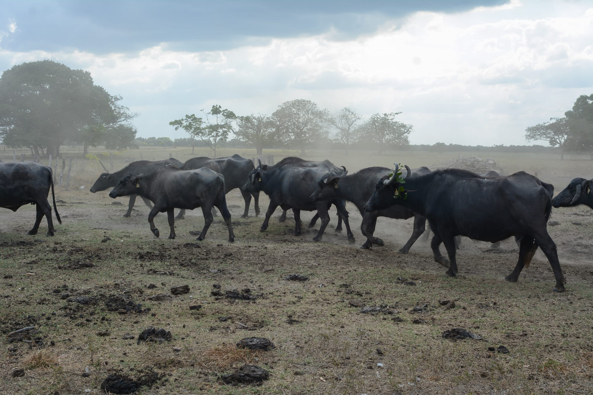 A herd of water buffalo being driven across a dusty plain, trees behind