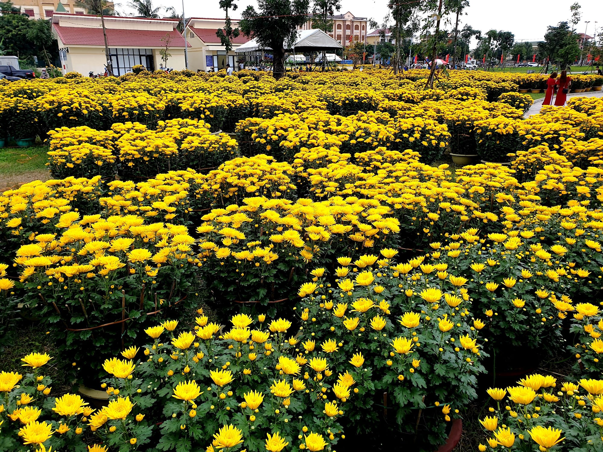 Rows of potted plants covered in bright yellow chrysanthemum flowers fill an open-air market, with low buildings and trees in the background