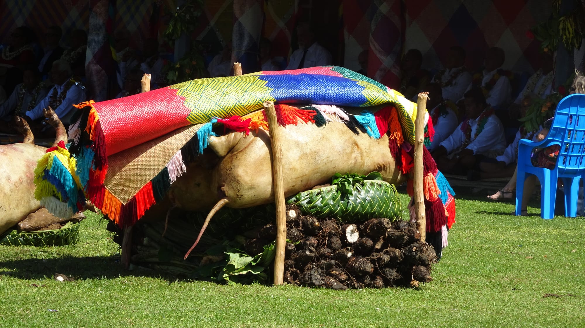 A large roasted pig draped with brightly coloured woven mats rests on a heap of taro and leaf baskets on the grass, with seated guests in the shade behind