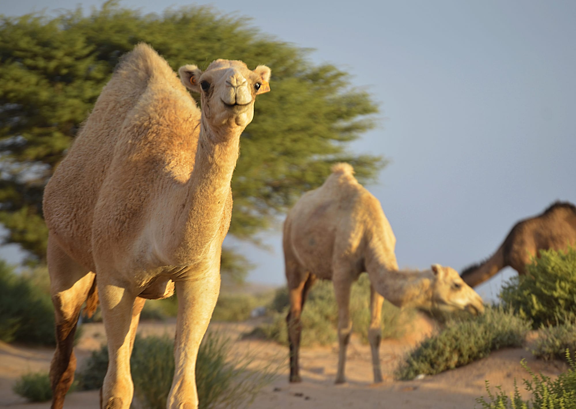 Camels herded in a desert valley