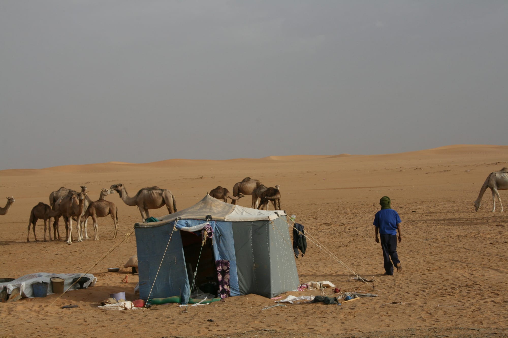 A small blue and grey canvas tent stands on open sand with a group of camels grazing beside it, a man in a blue shirt and green head wrap walking towards them and dunes on the horizon